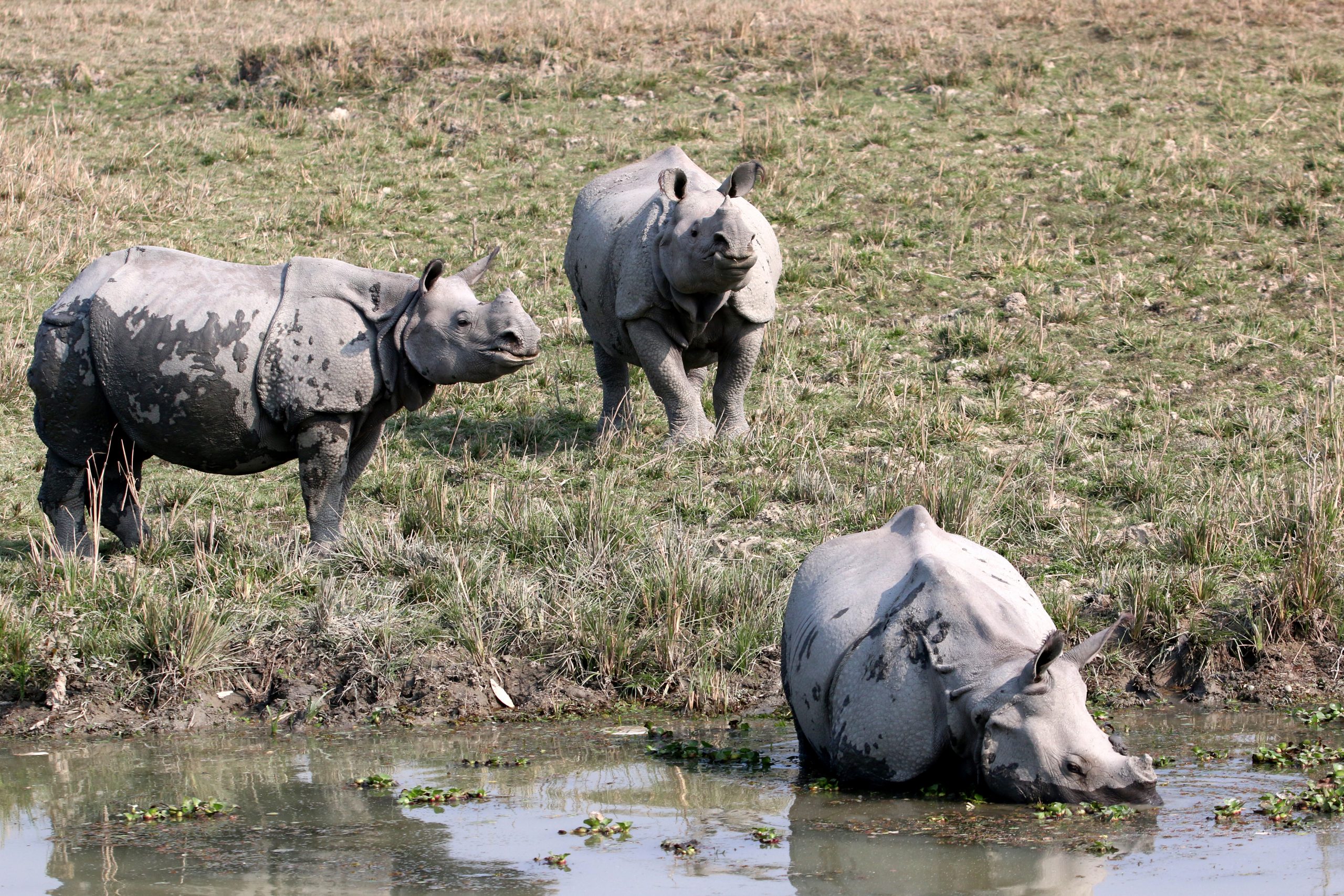 Group of White Rhinoceros