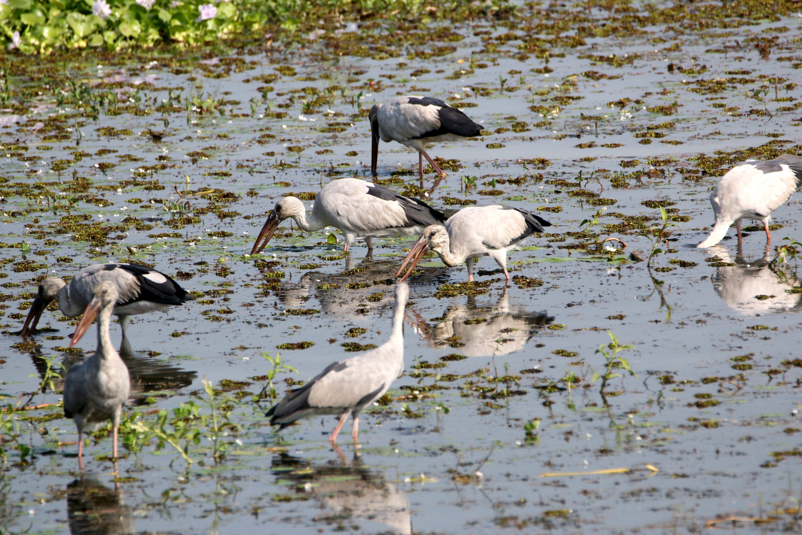 A flock of birds enjoying.