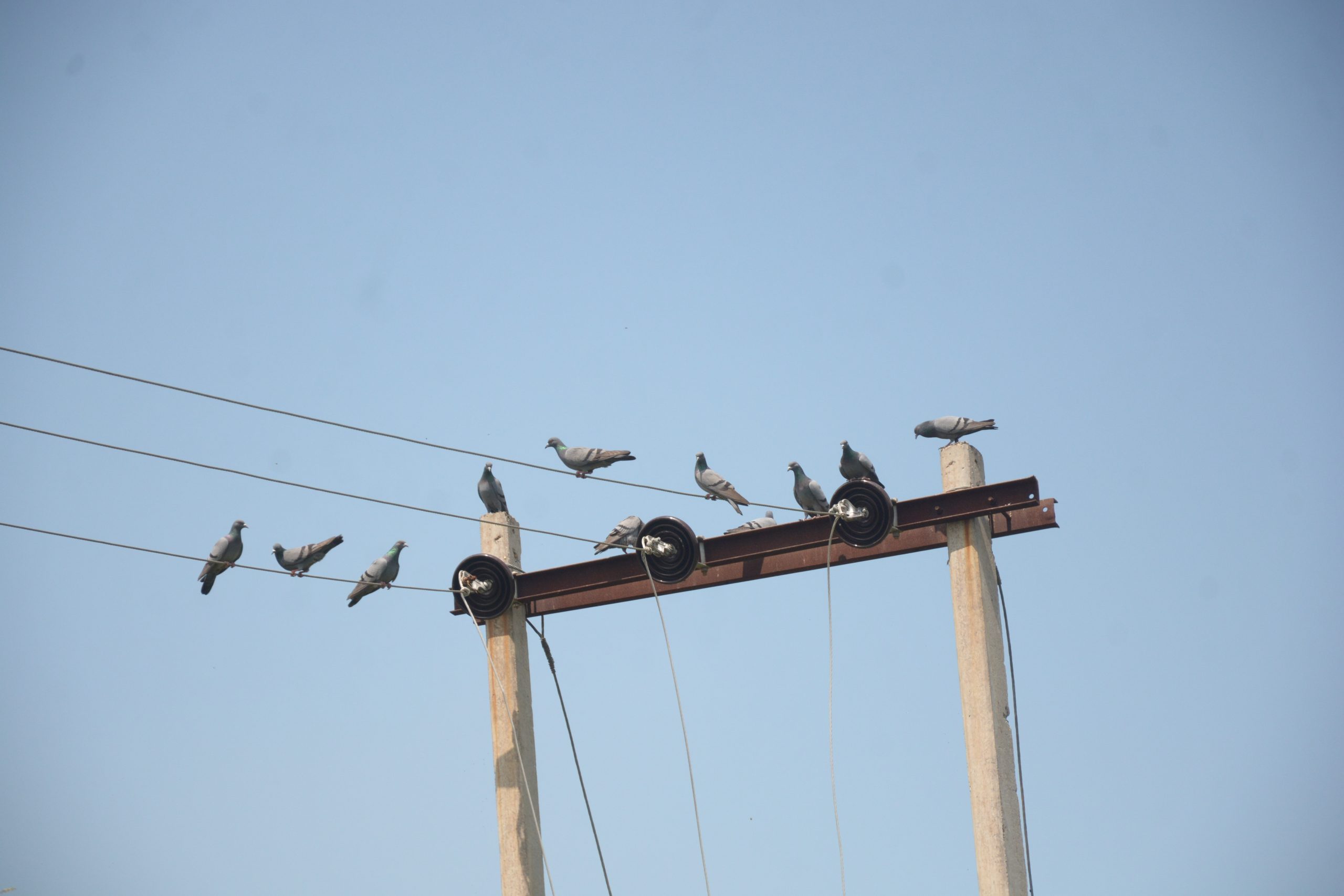 Group of pigeons