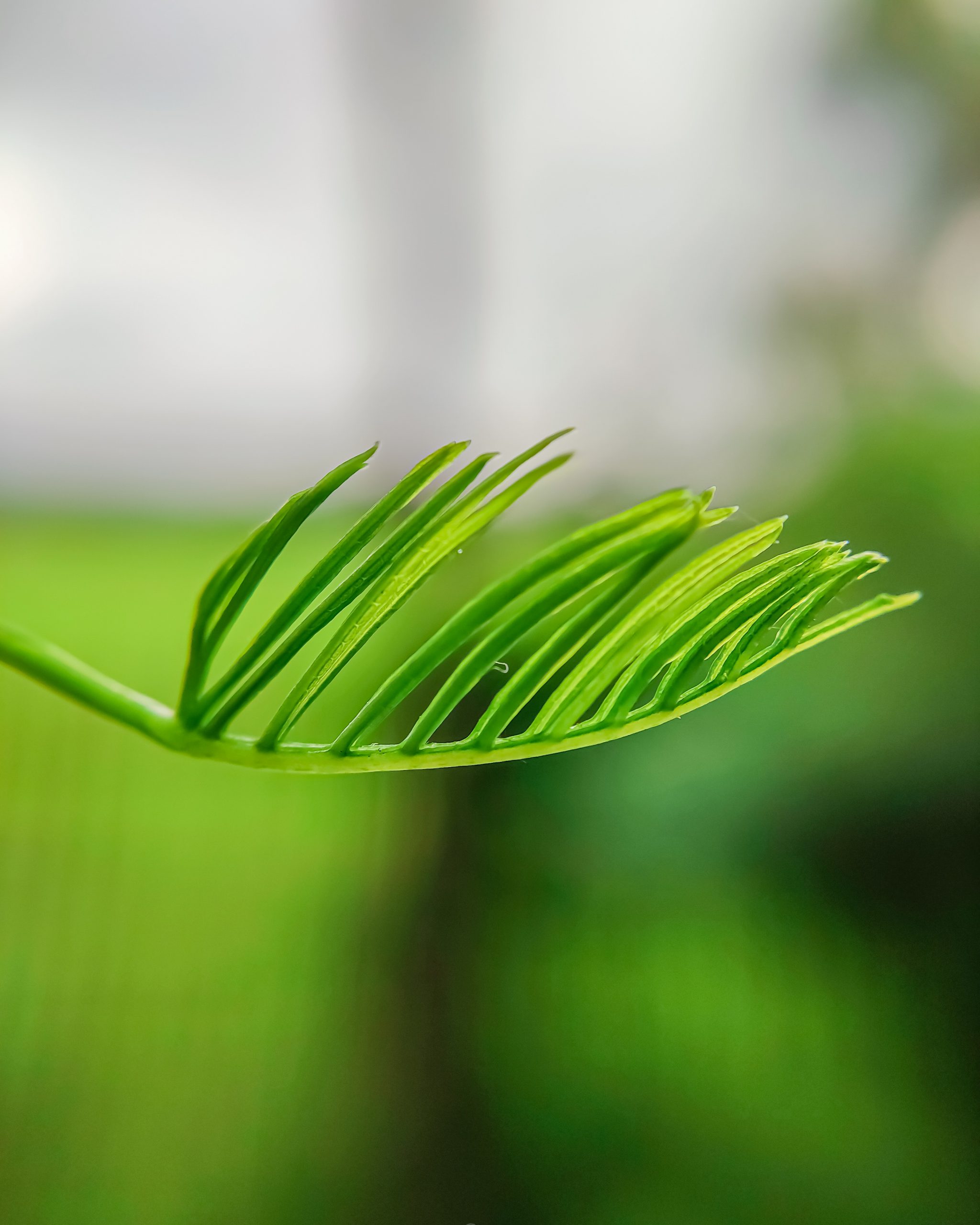 Growing Leaf