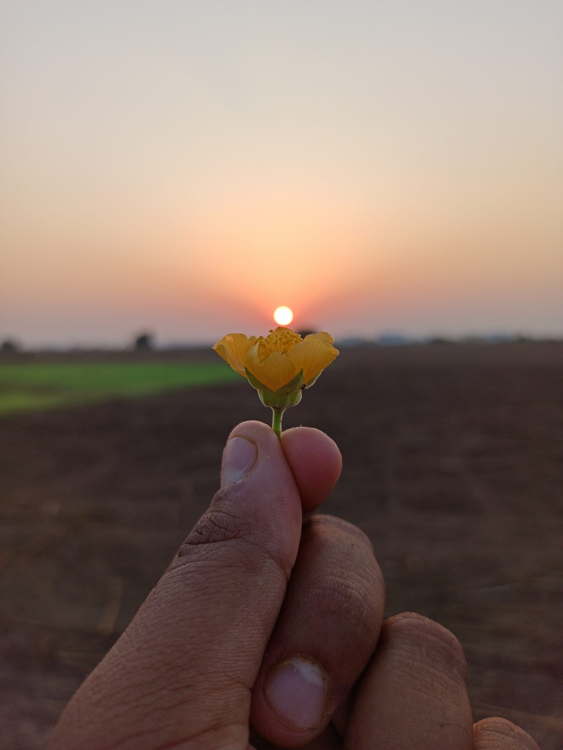 Hand holding tiny yellow flower with sun on top