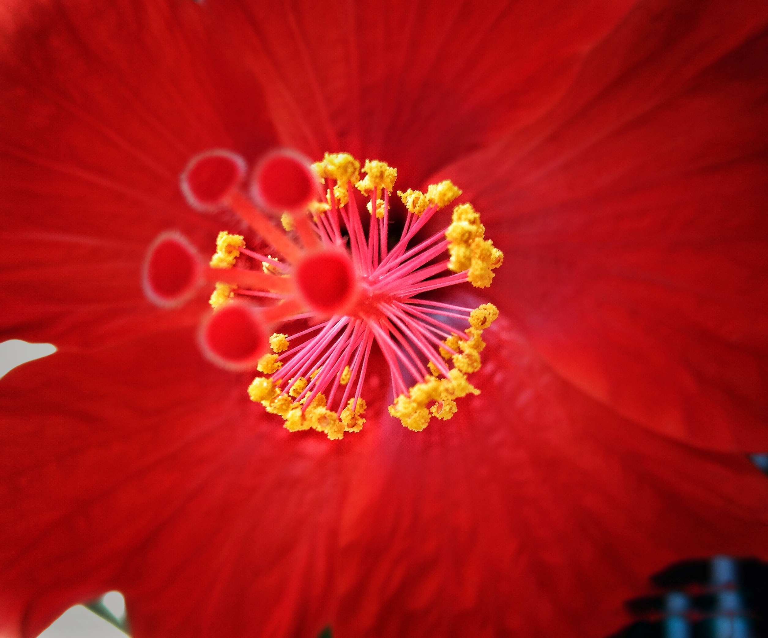 Hawaiian Hibiscus Close-up