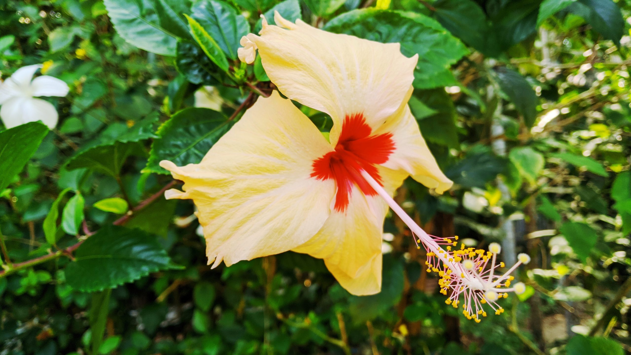 Hawaiian Hibiscus on Focus