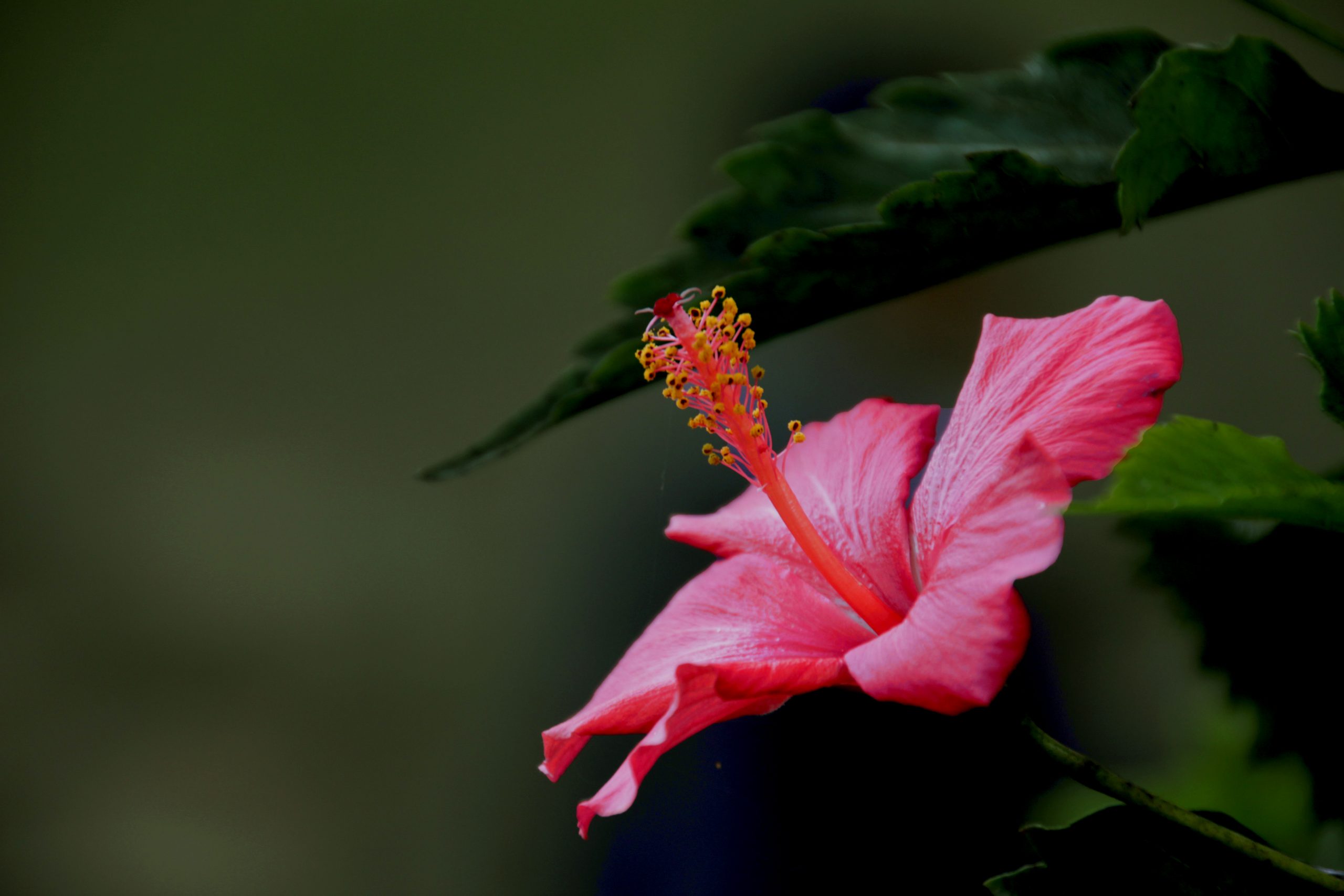 Hawaiian hibiscus Pink