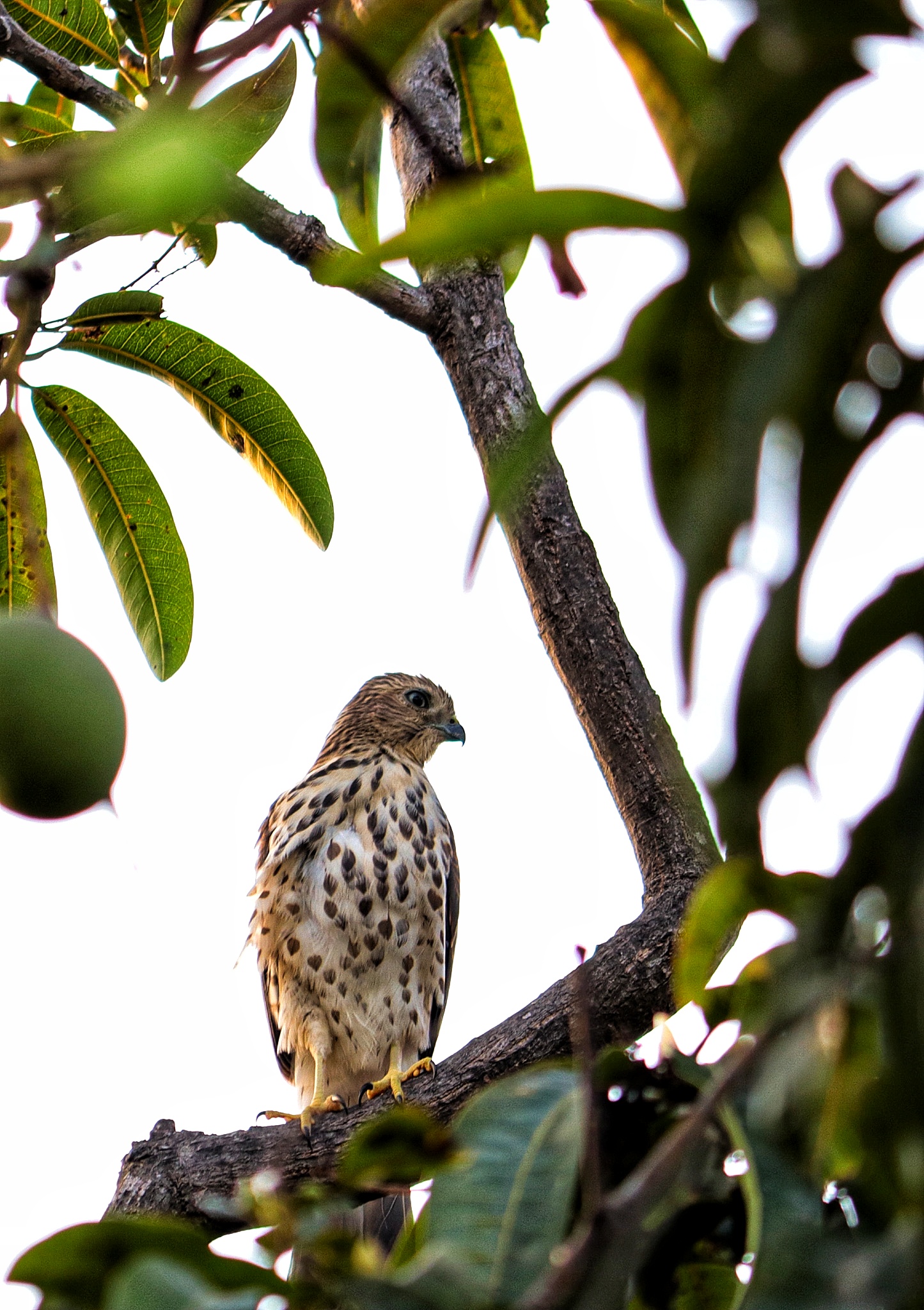 Hawk sitting on branch