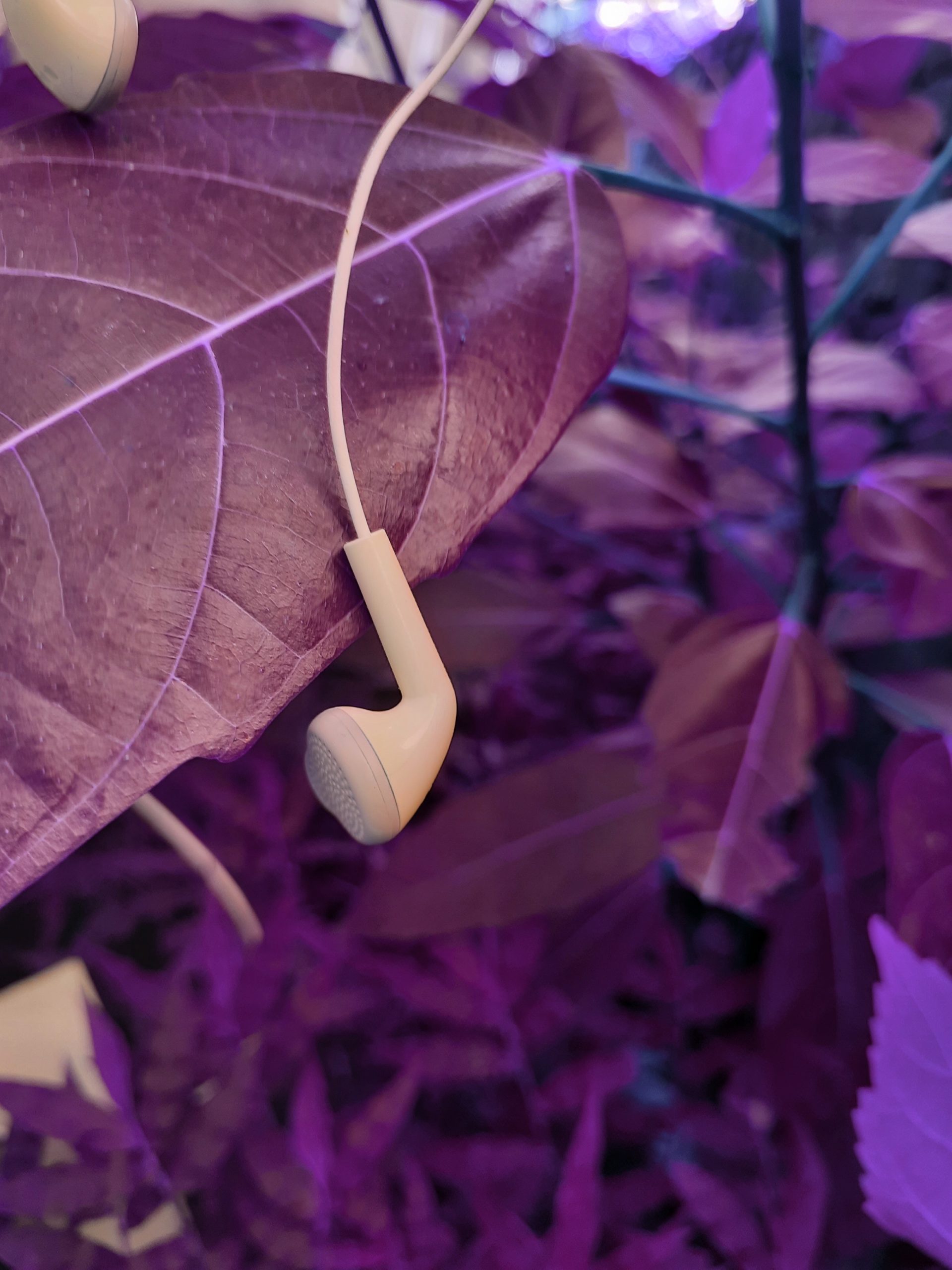 Headphones hanging on a plant