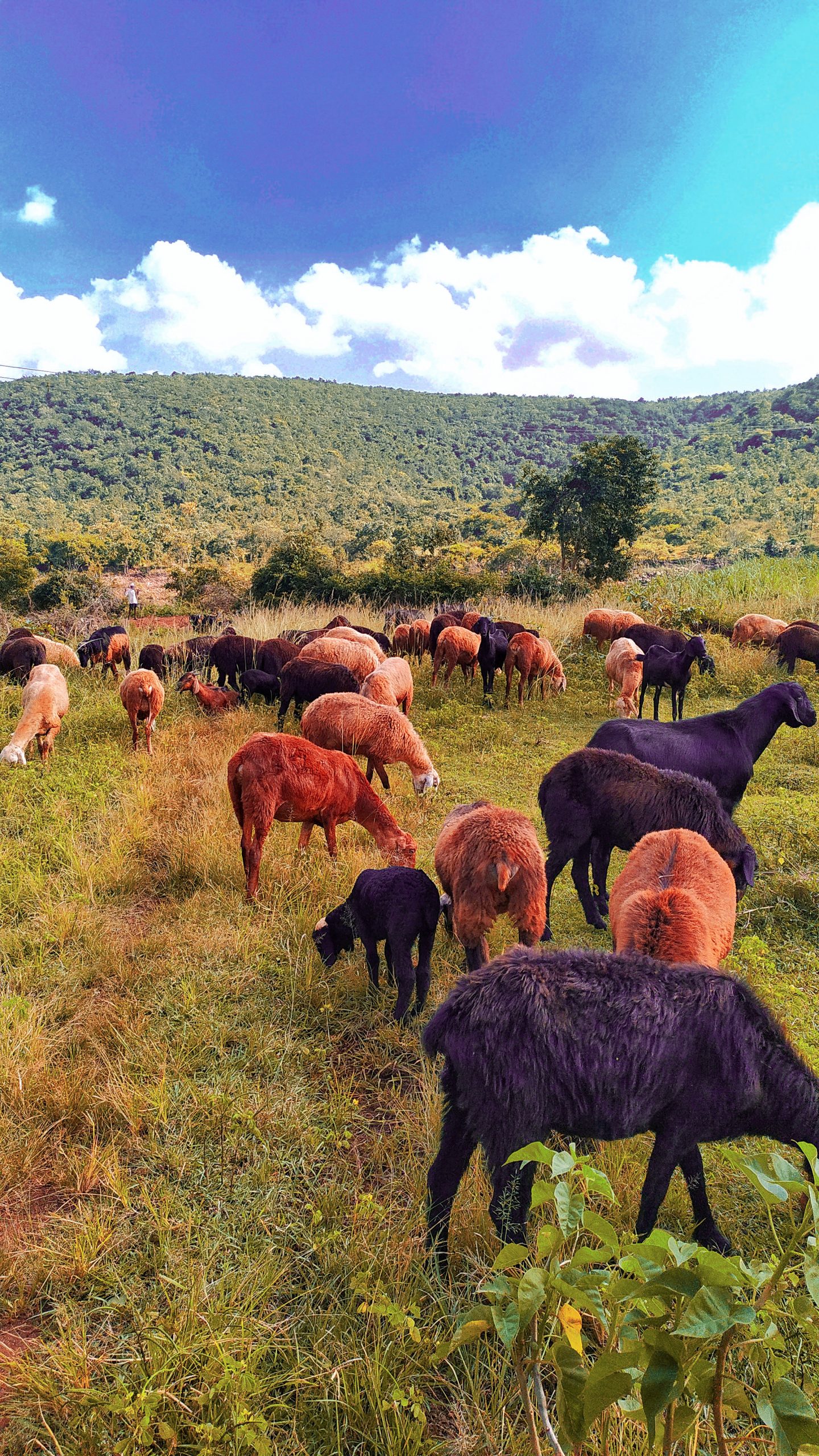 animals grazing in a group