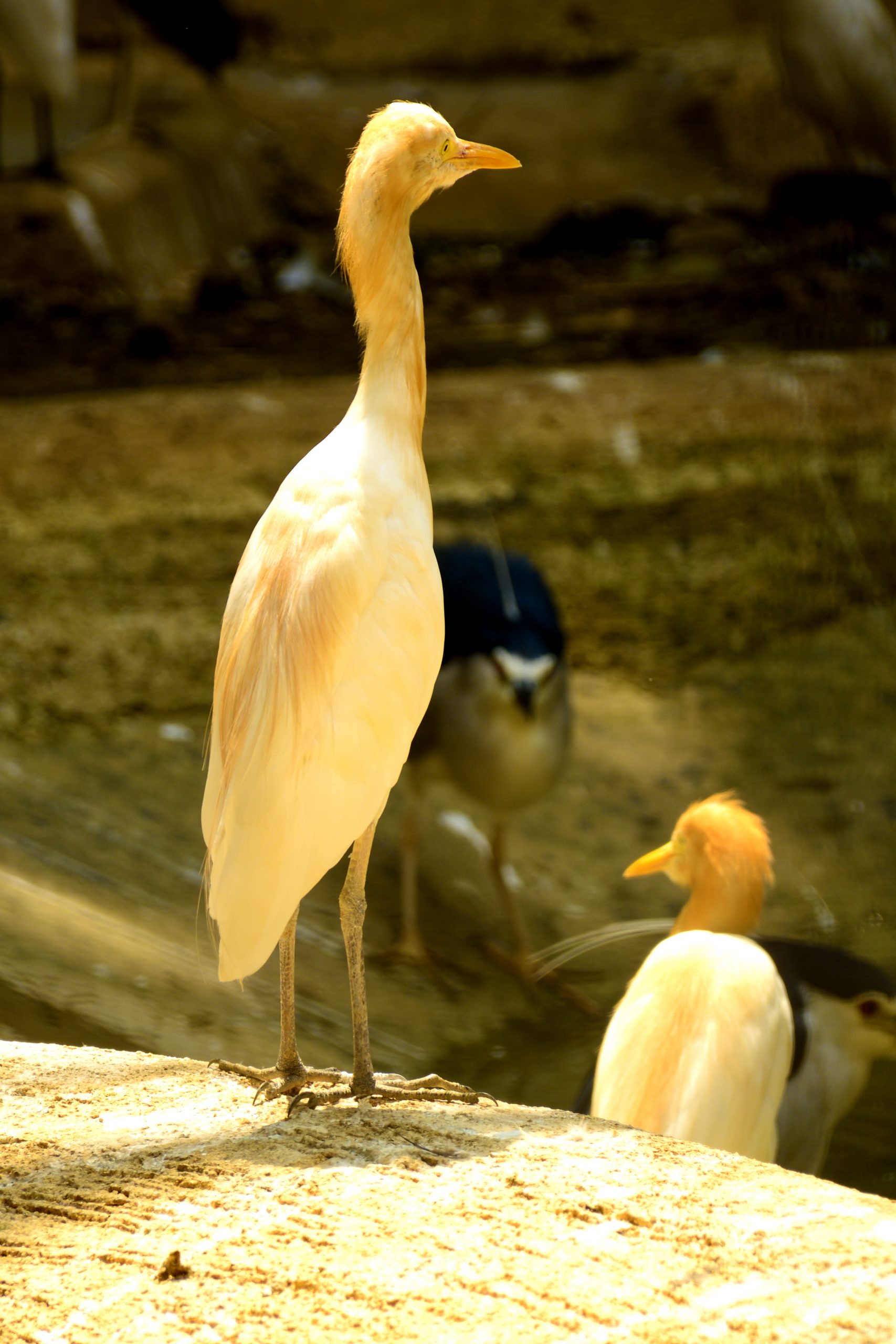 Herons in a zoo