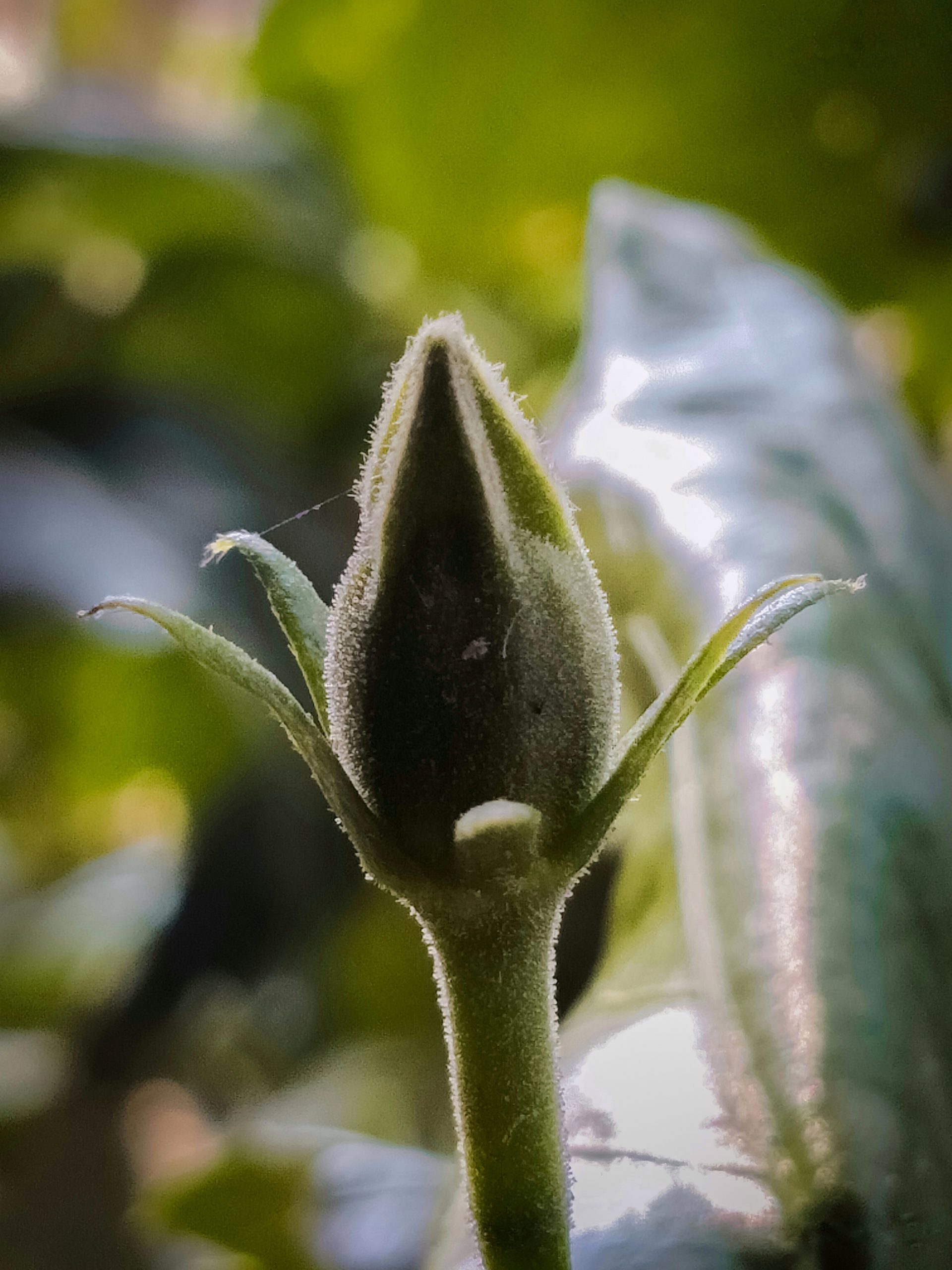 Hibiscus flower bud