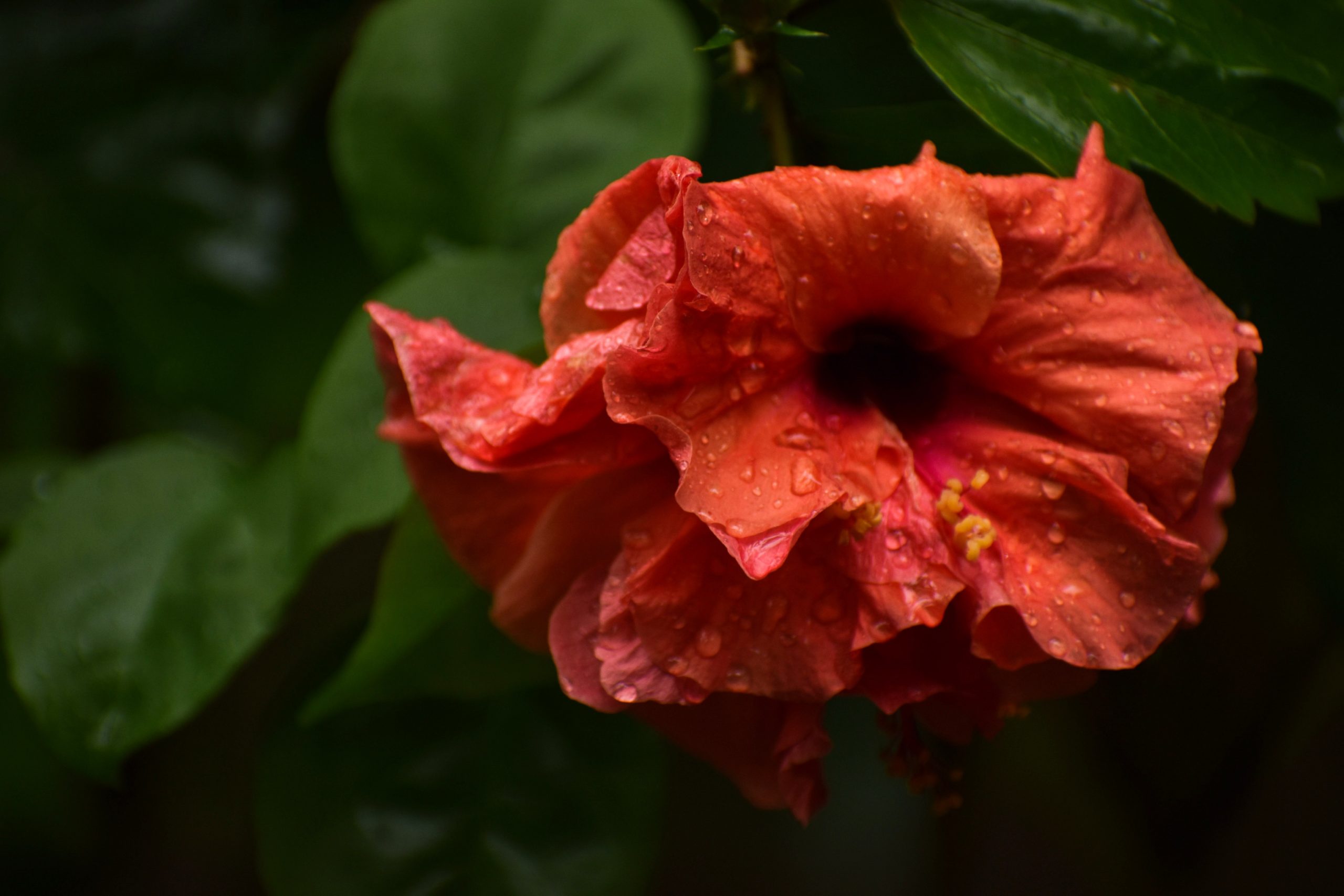 Hibiscus flower on a rainy day