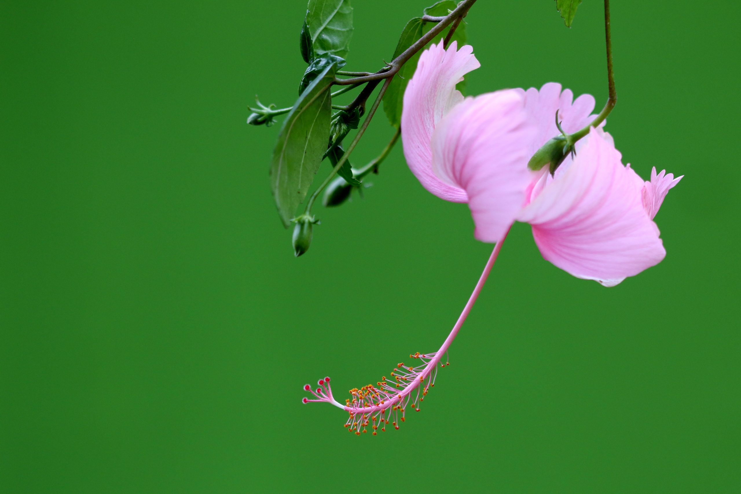 Hibiscus flowering plant