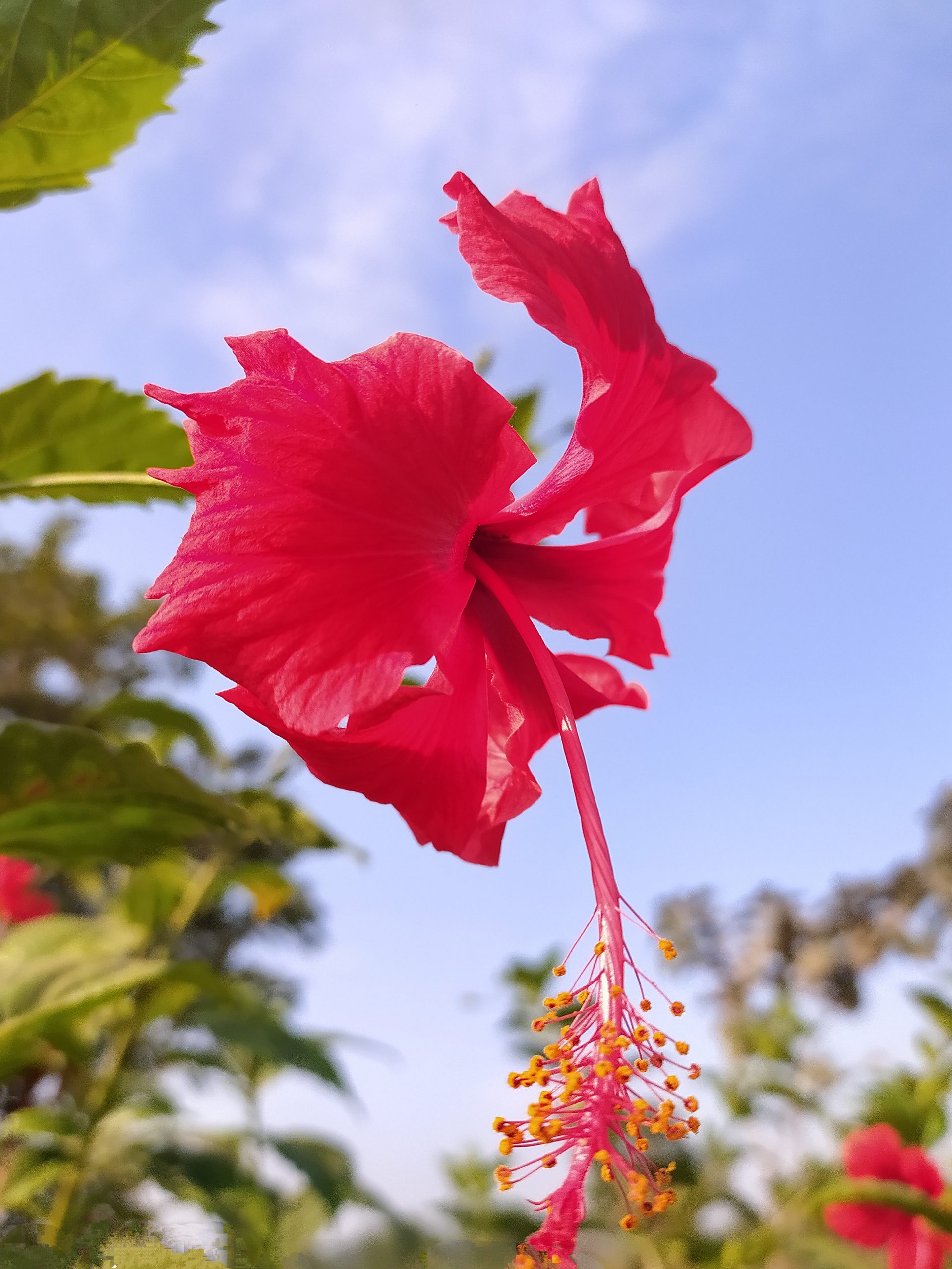 Hibiscus red flower