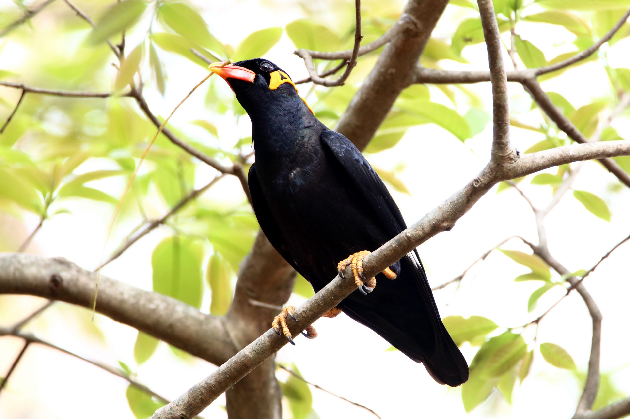 Hill Myna on a tree