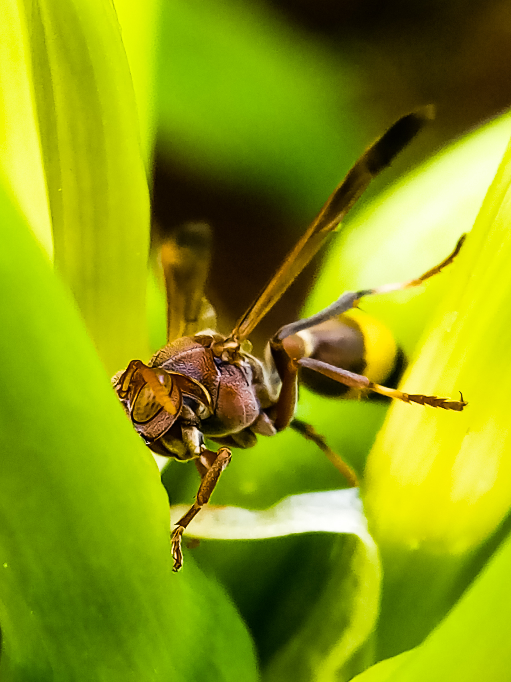 Honey bee on a plant leaf