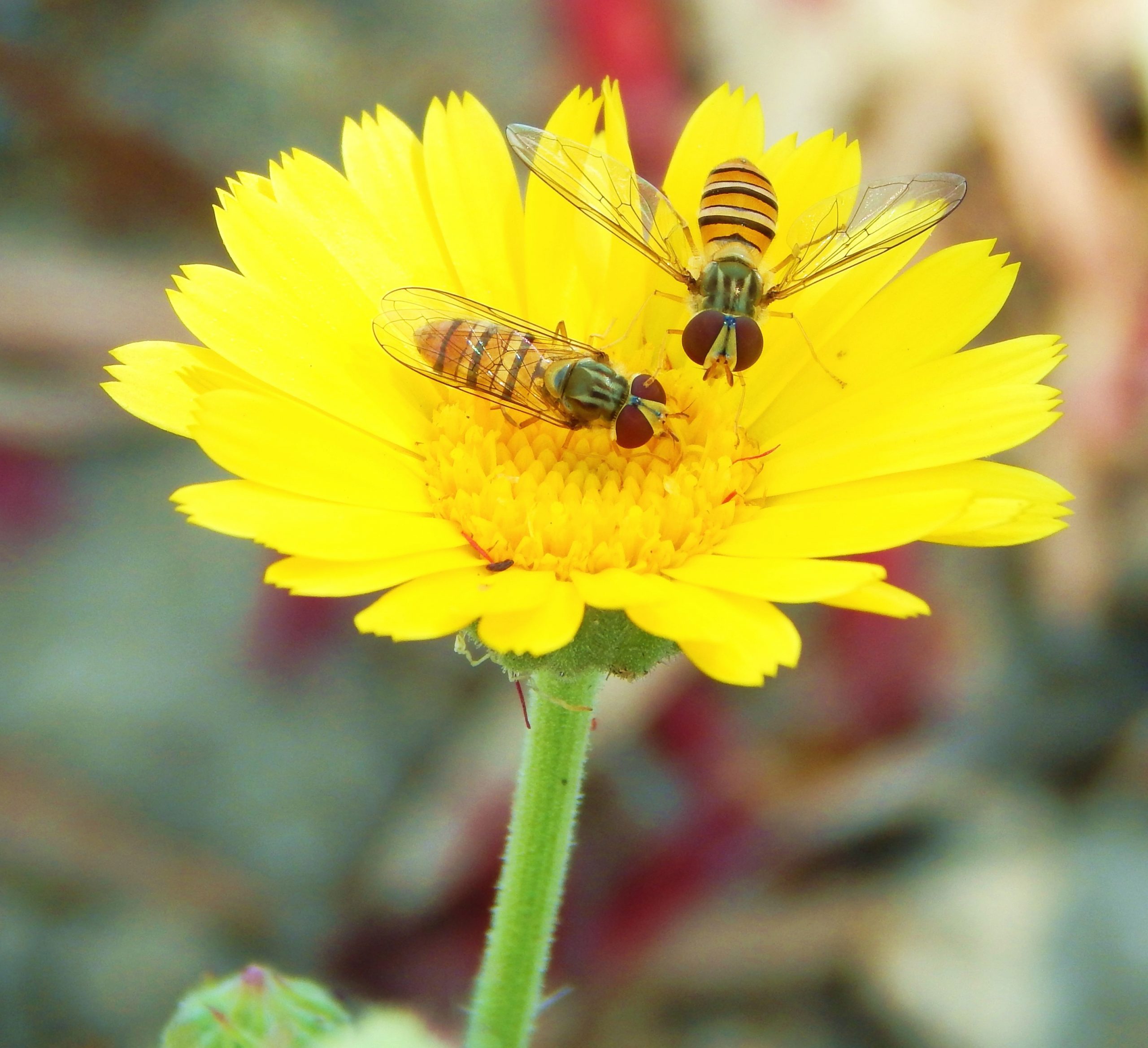 Honey bees on yellow flower