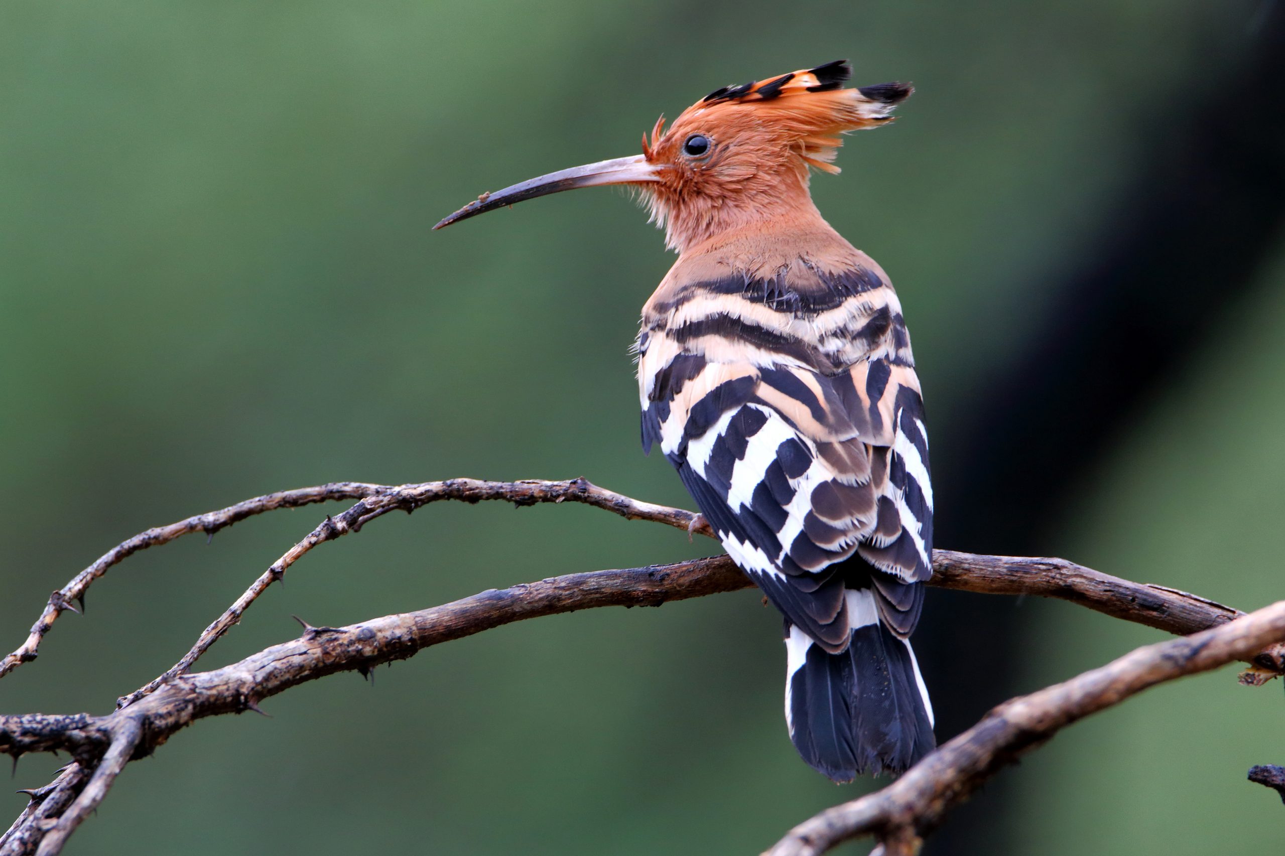 Hoopoes Bird