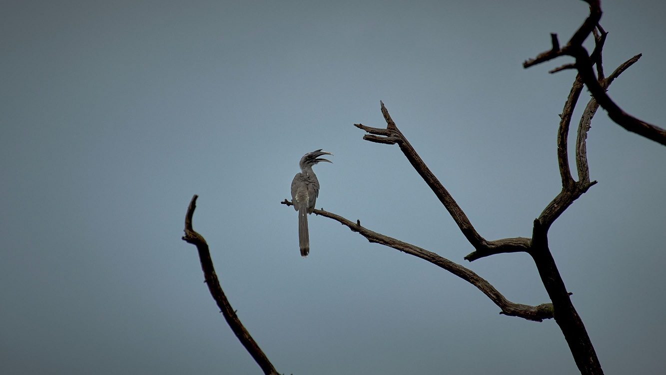 Hornbill Bird Sitting on a Bare Tree
