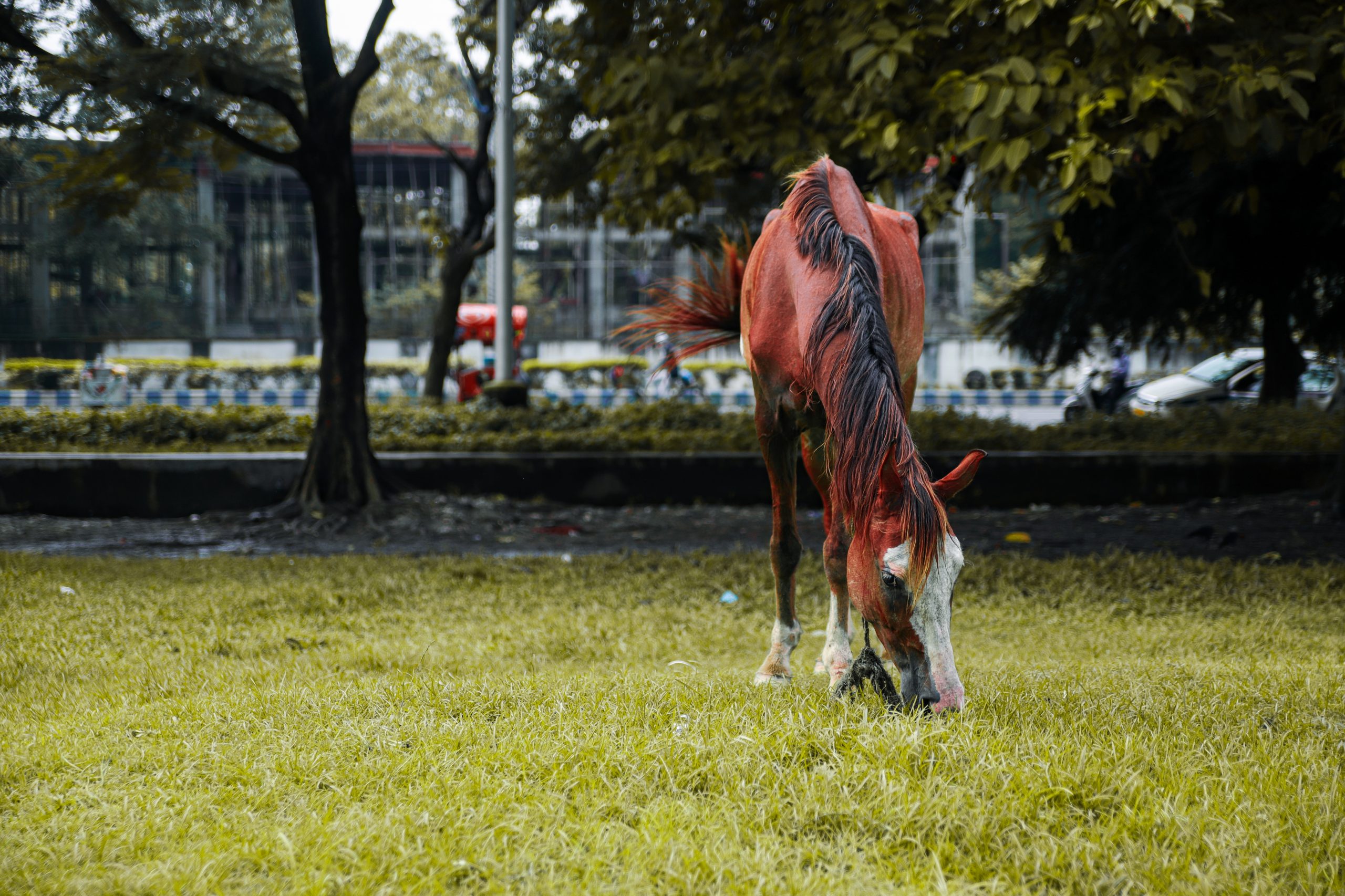 Horse Eating A Grass