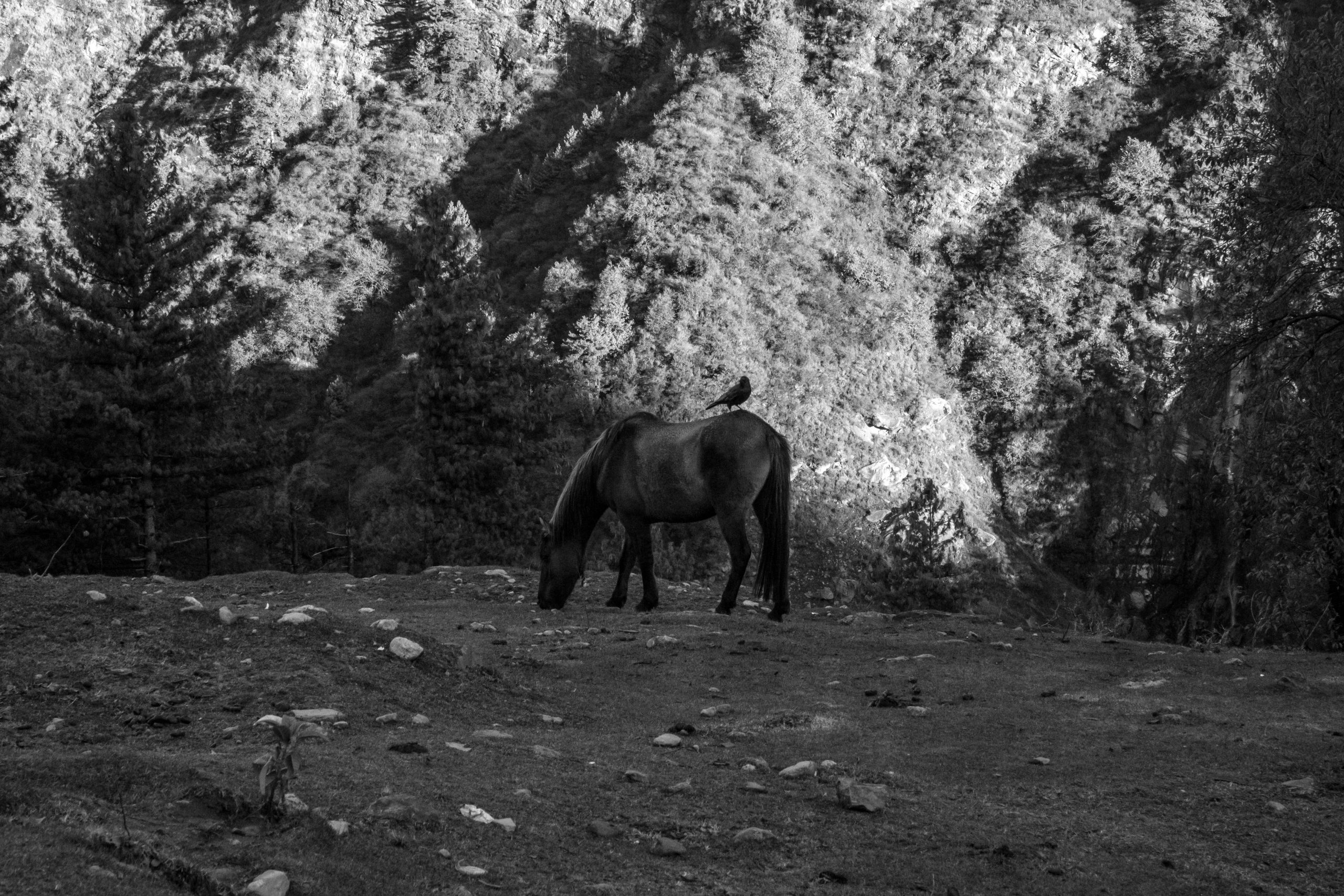 A horse grazing in the forest