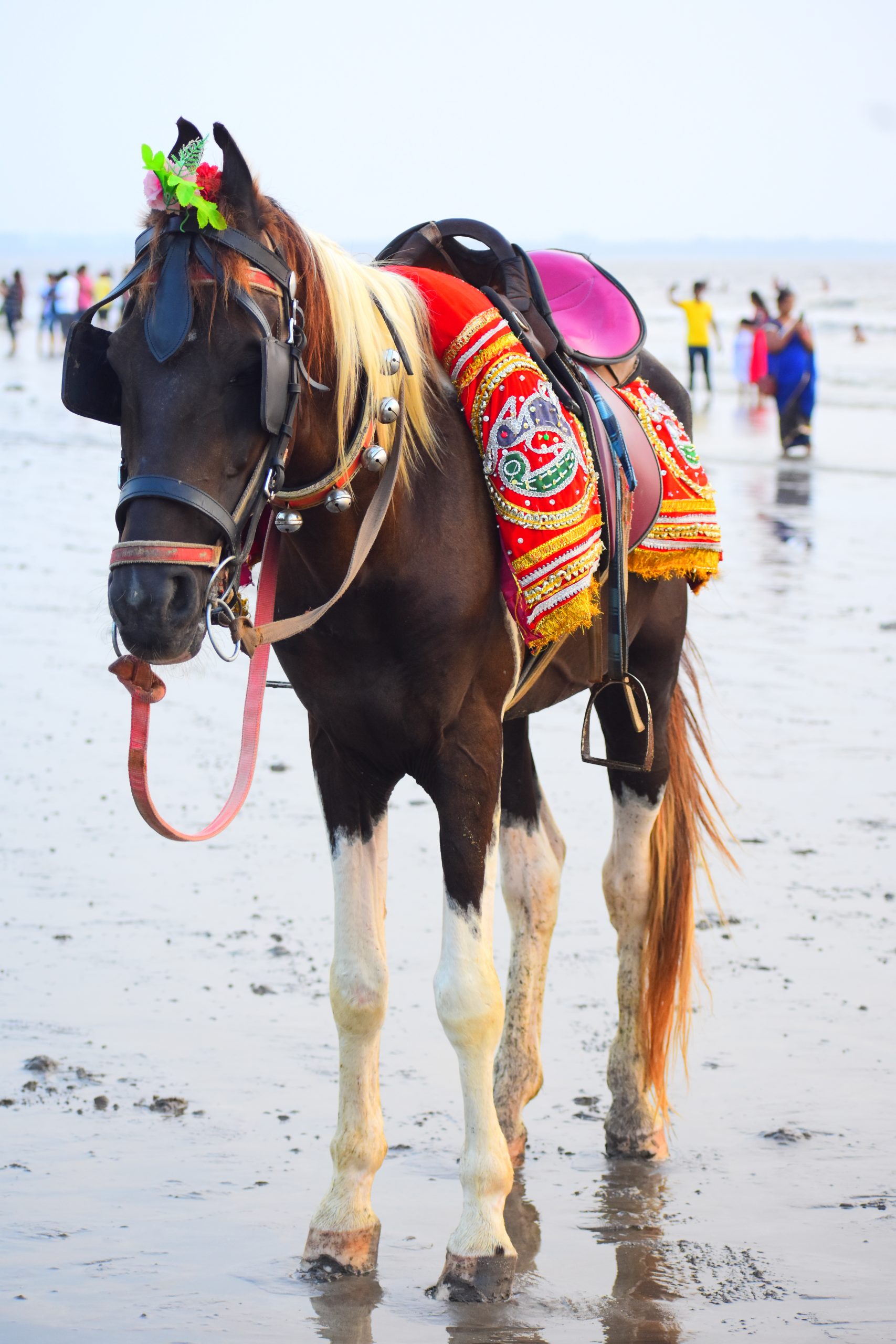 Horse and its Bridle on the Mud