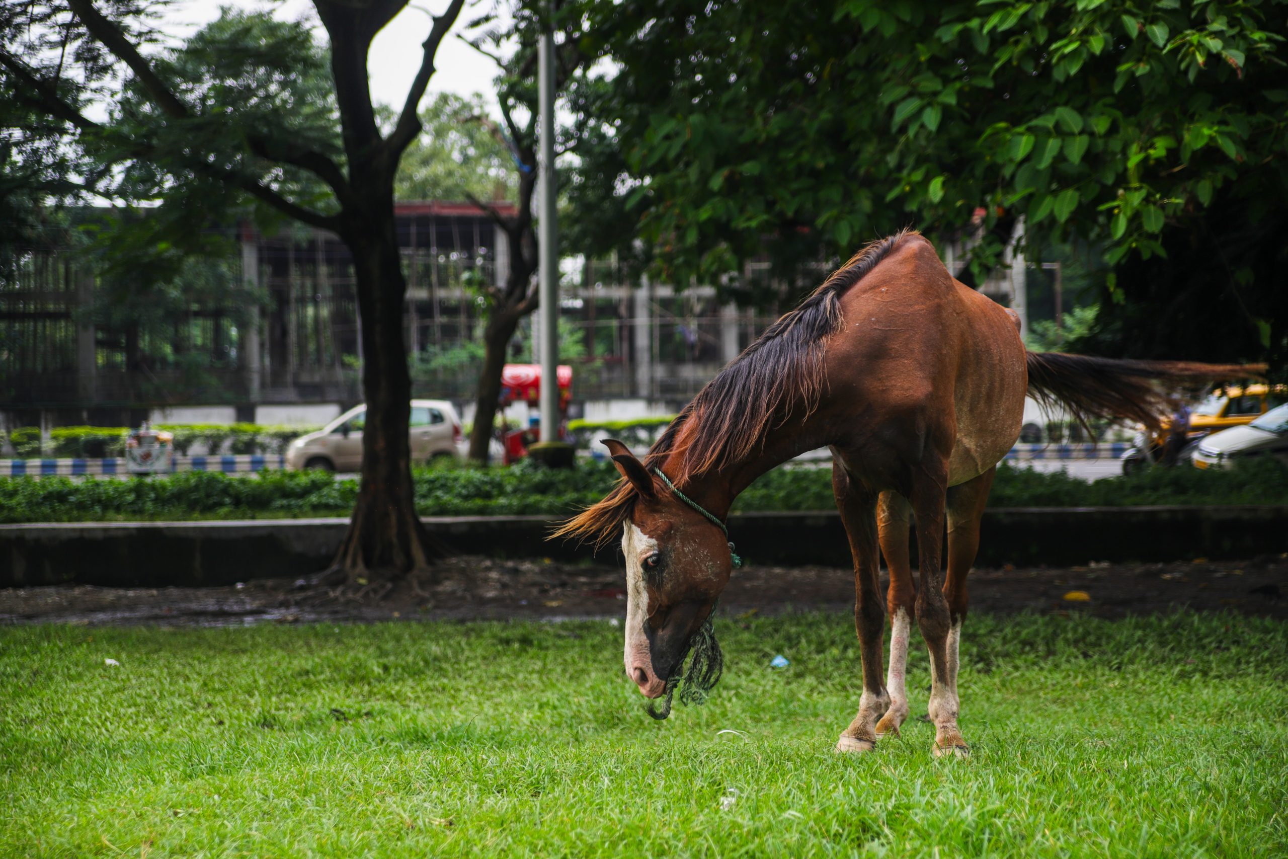 Horse eating in Lot