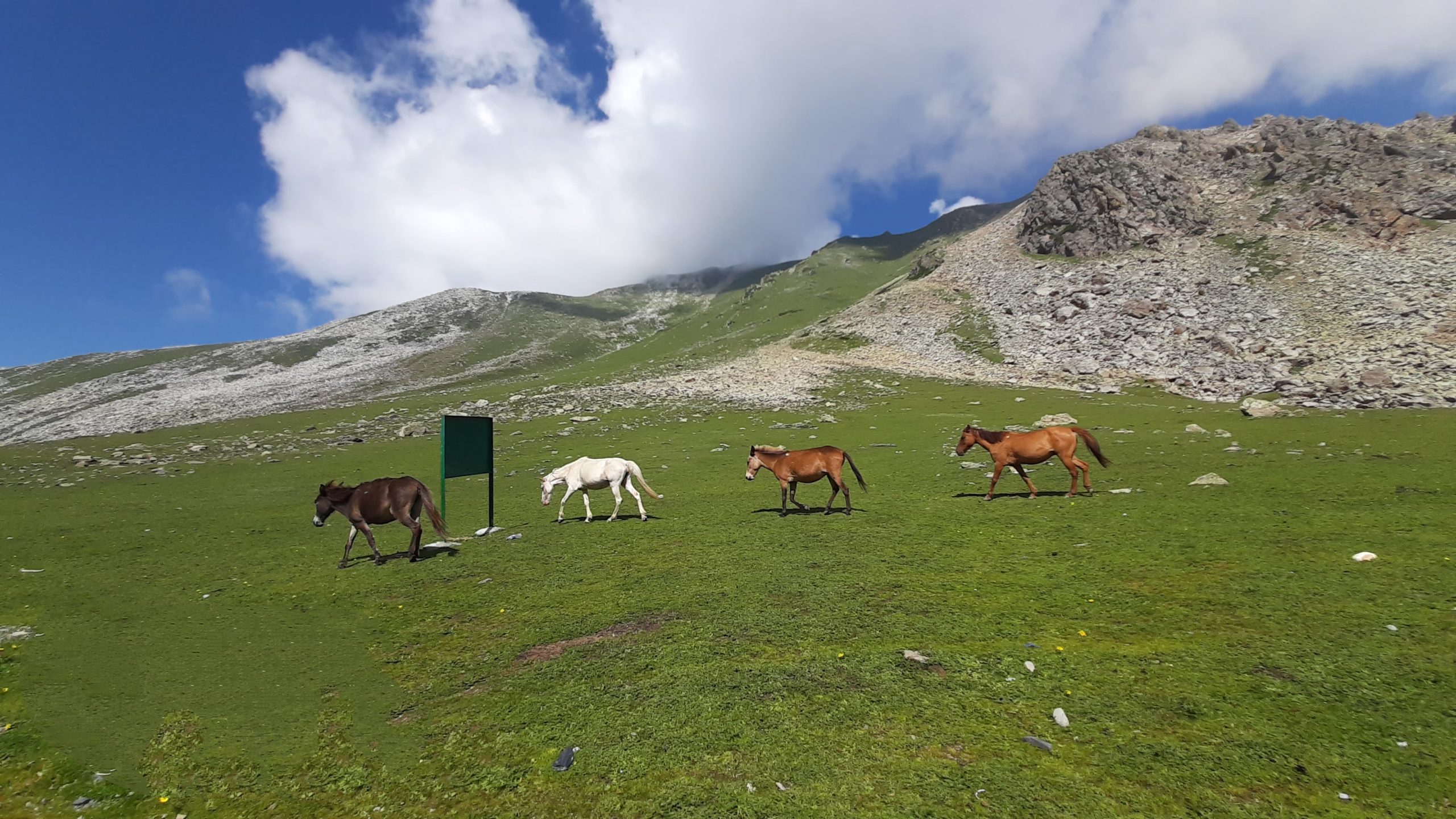 Horses grazing in a valley