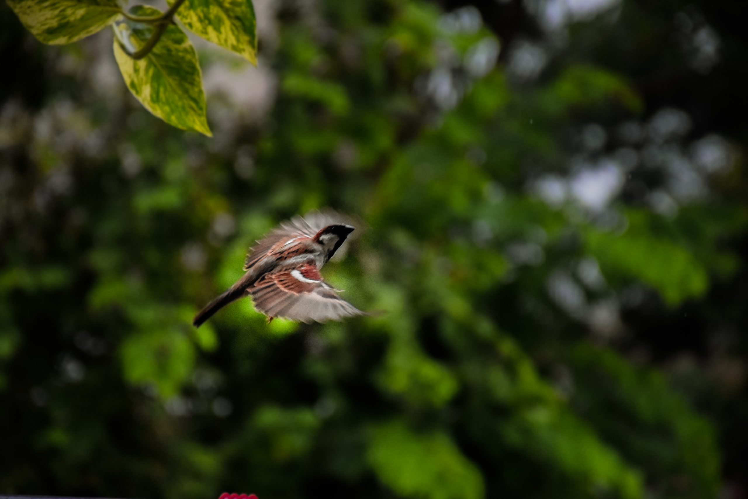 House Sparrow Bird on Flight