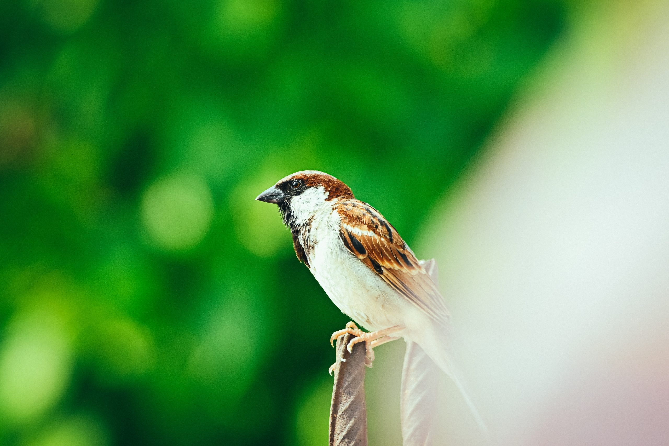 House Sparrow on Focus