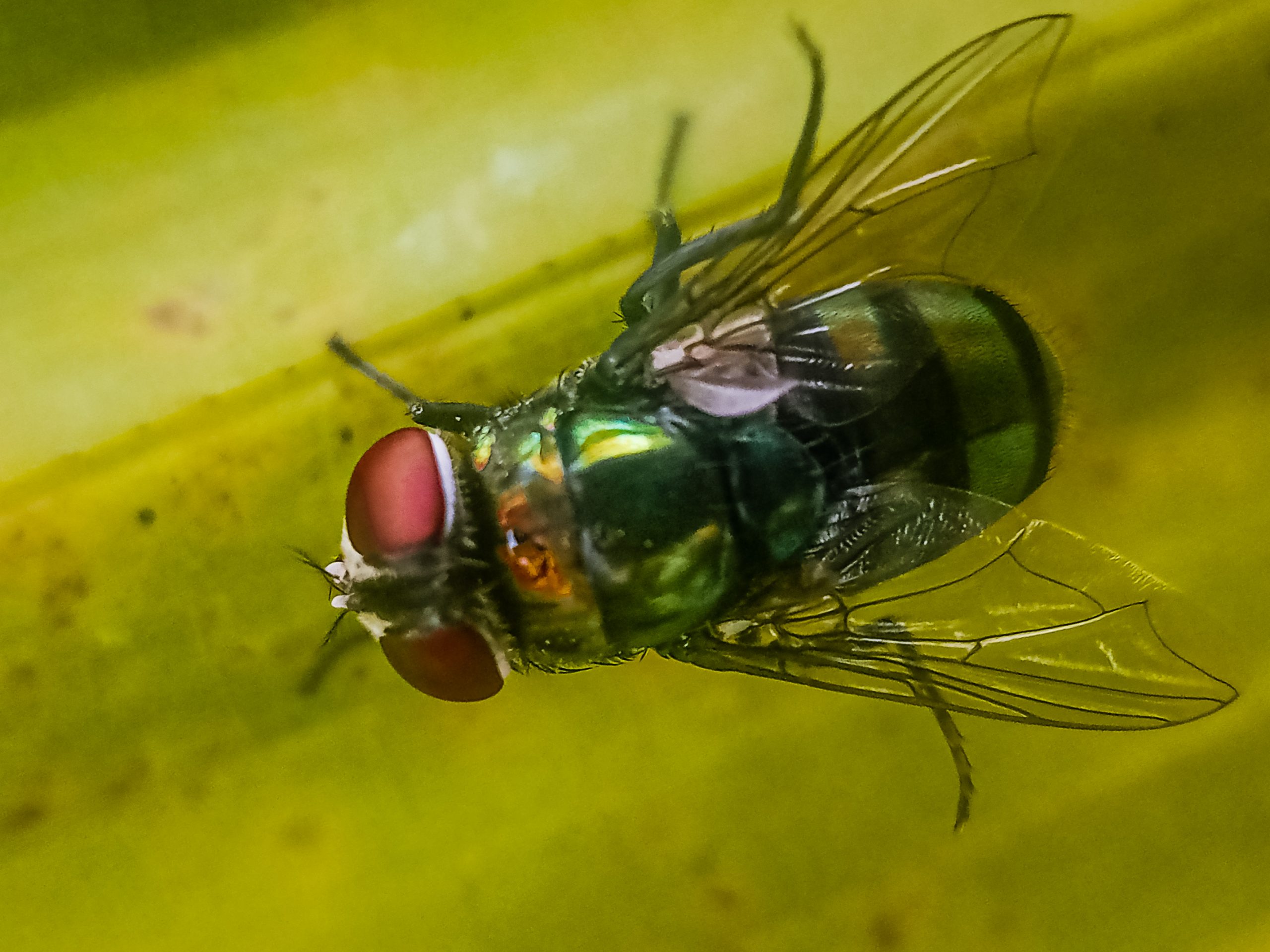 House fly sitting on a leaf