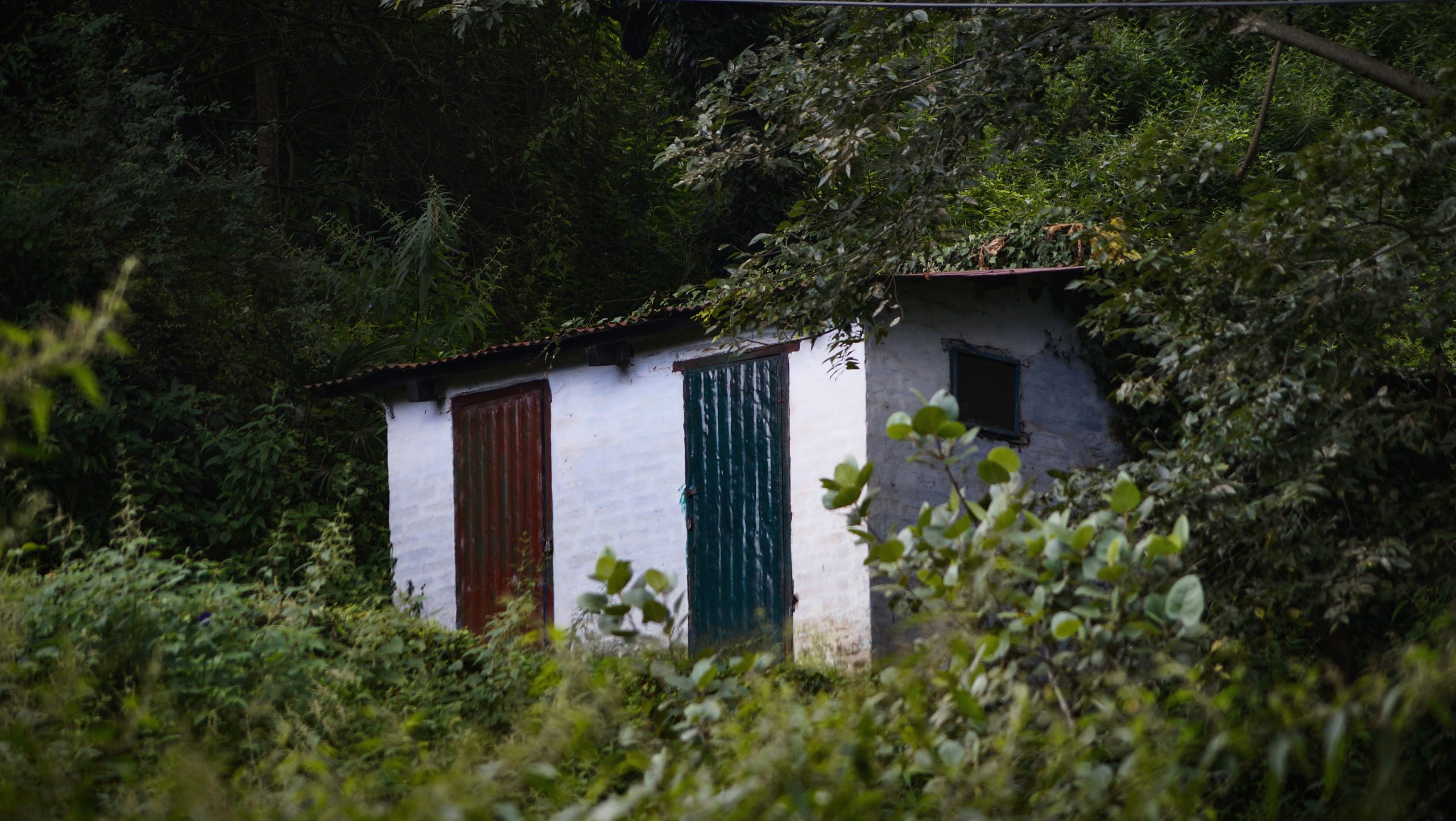 House in a forest