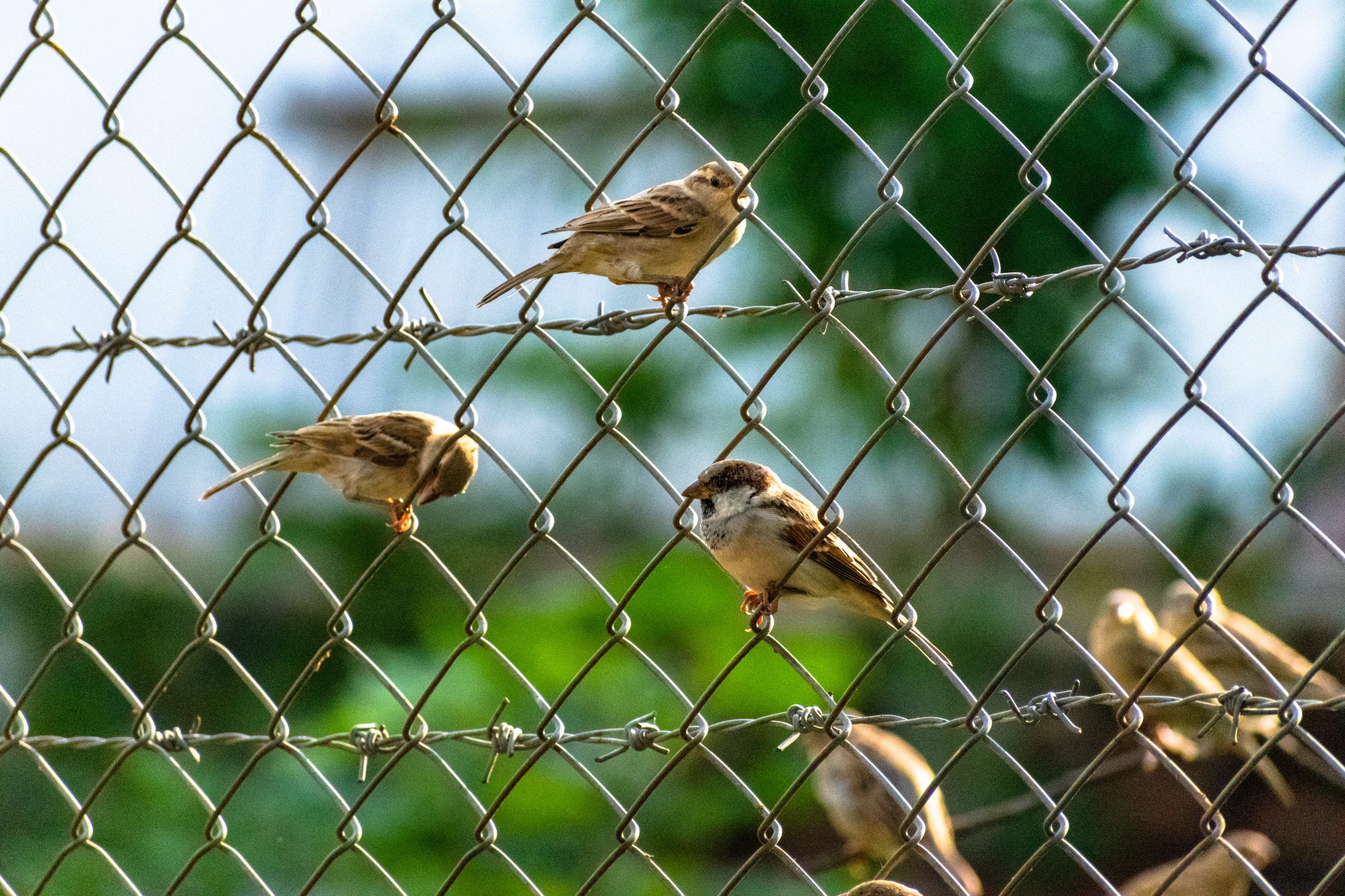 House sparrow in the Fence on Focus