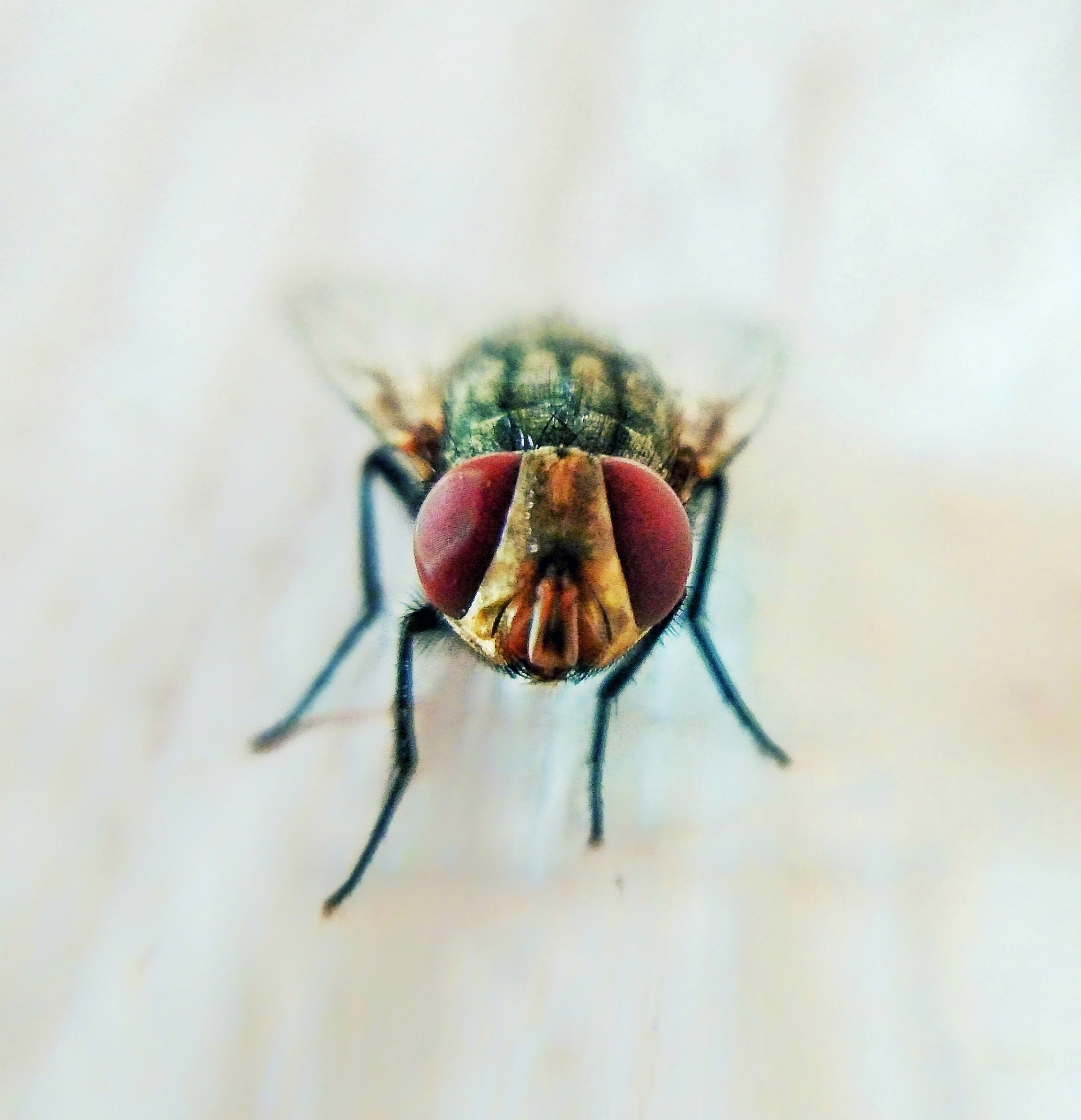 close up of a housefly