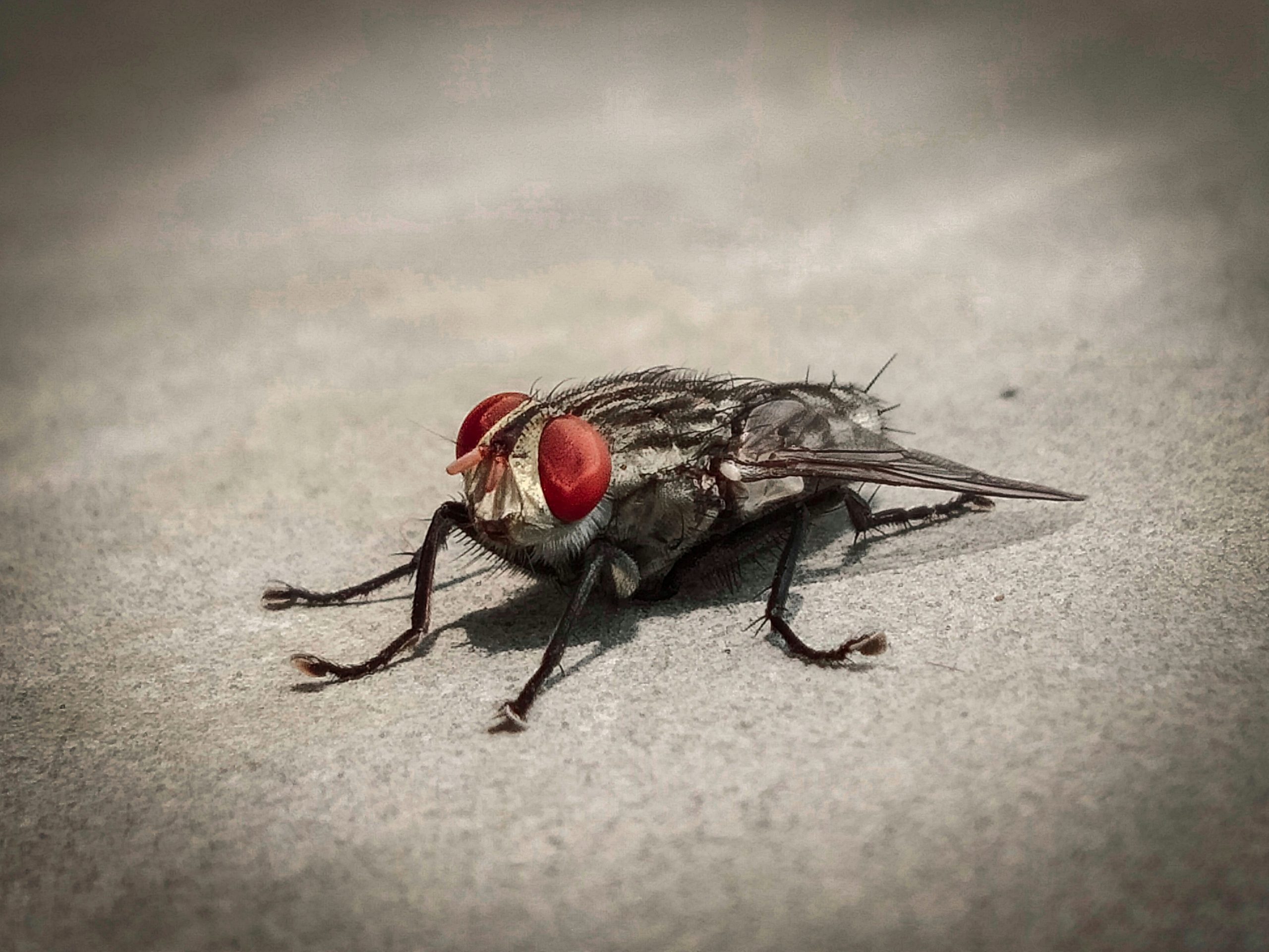 Housefly Close-up