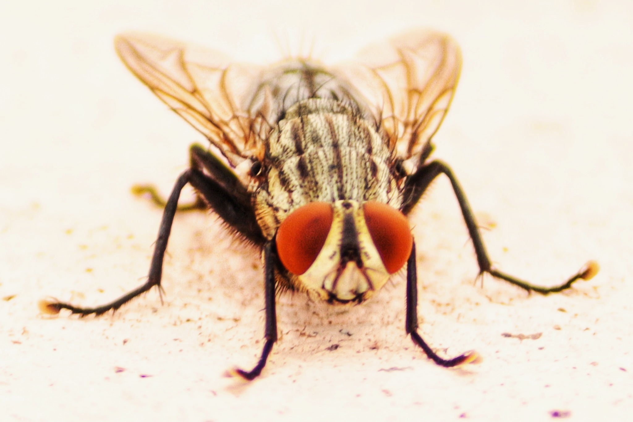 Housefly Close-up