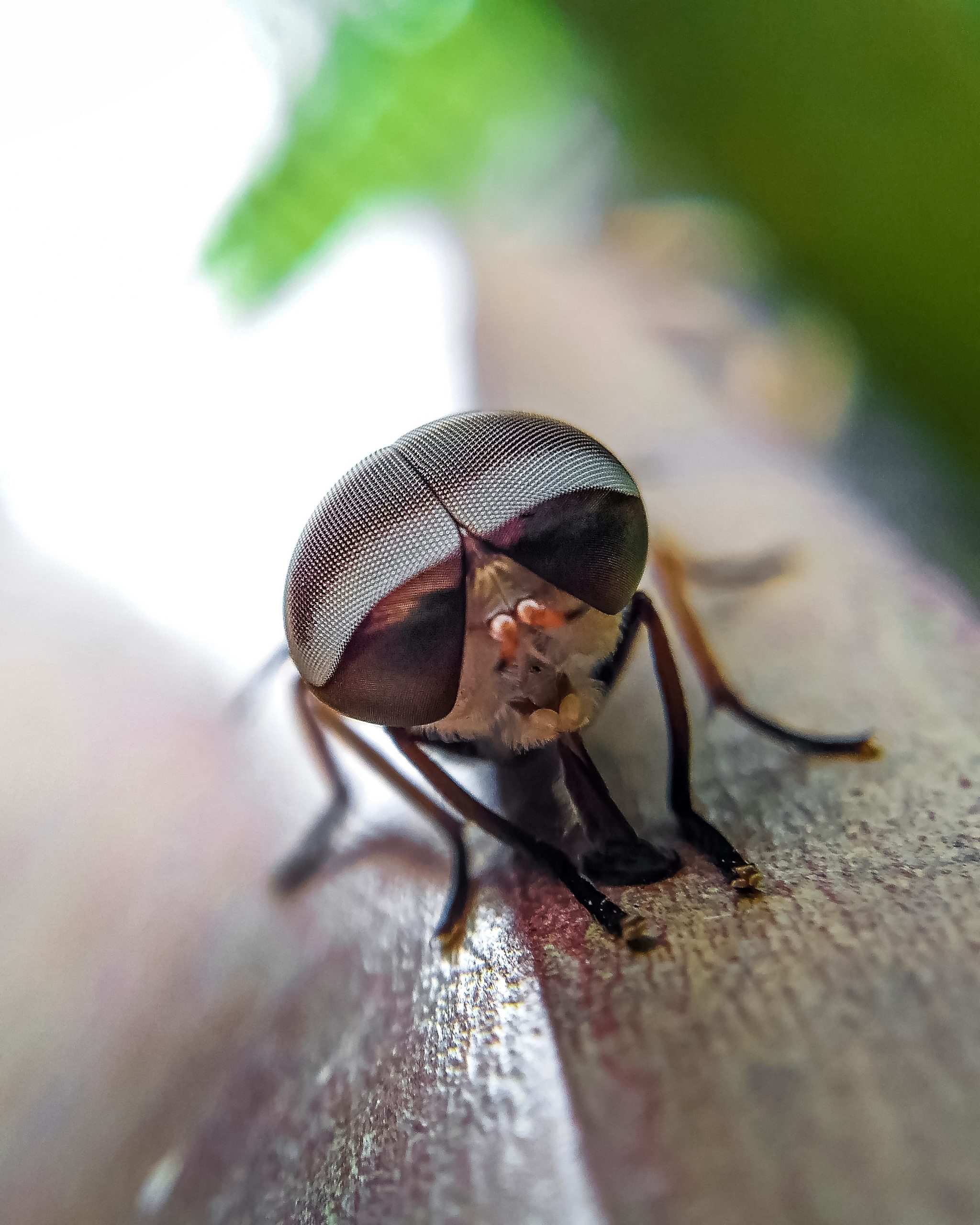 Housefly Close-up