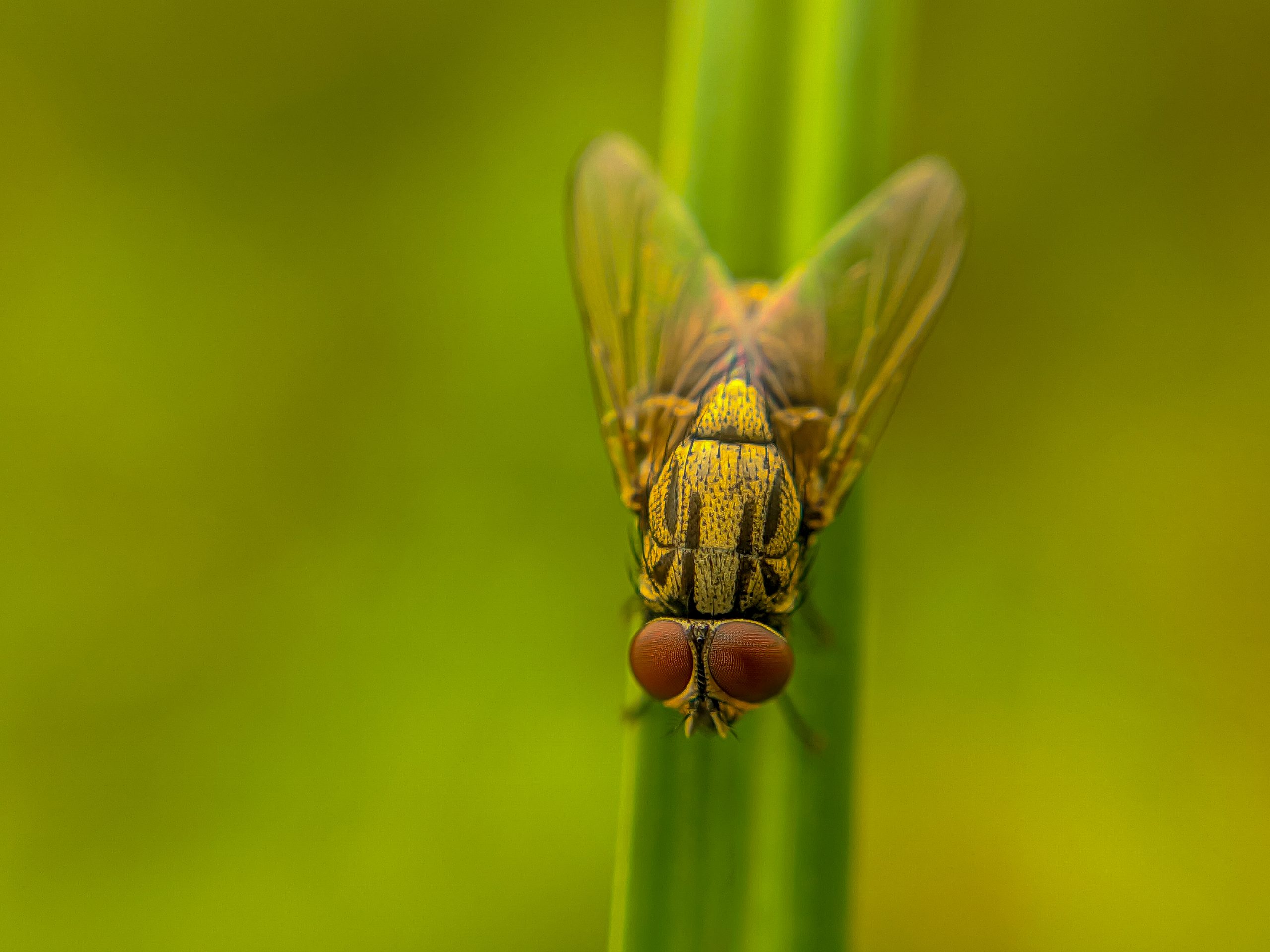 Housefly Closeup