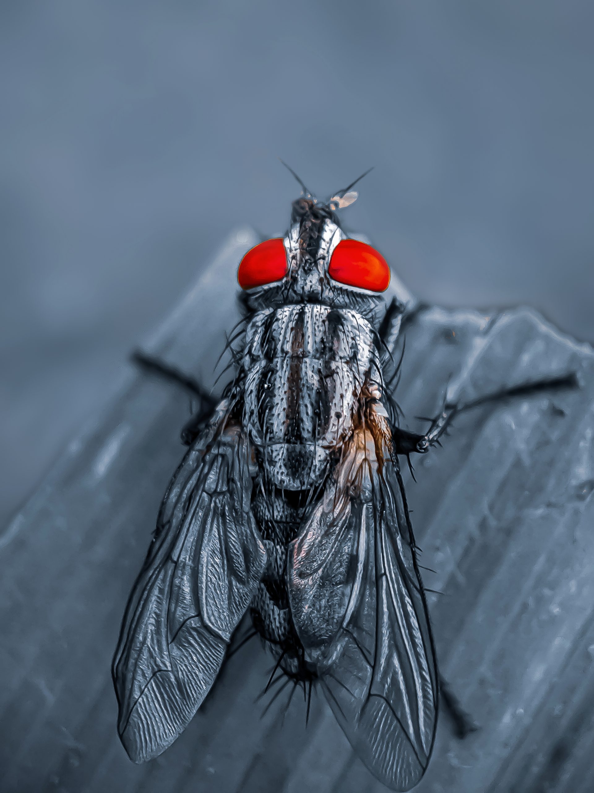 close up of housefly