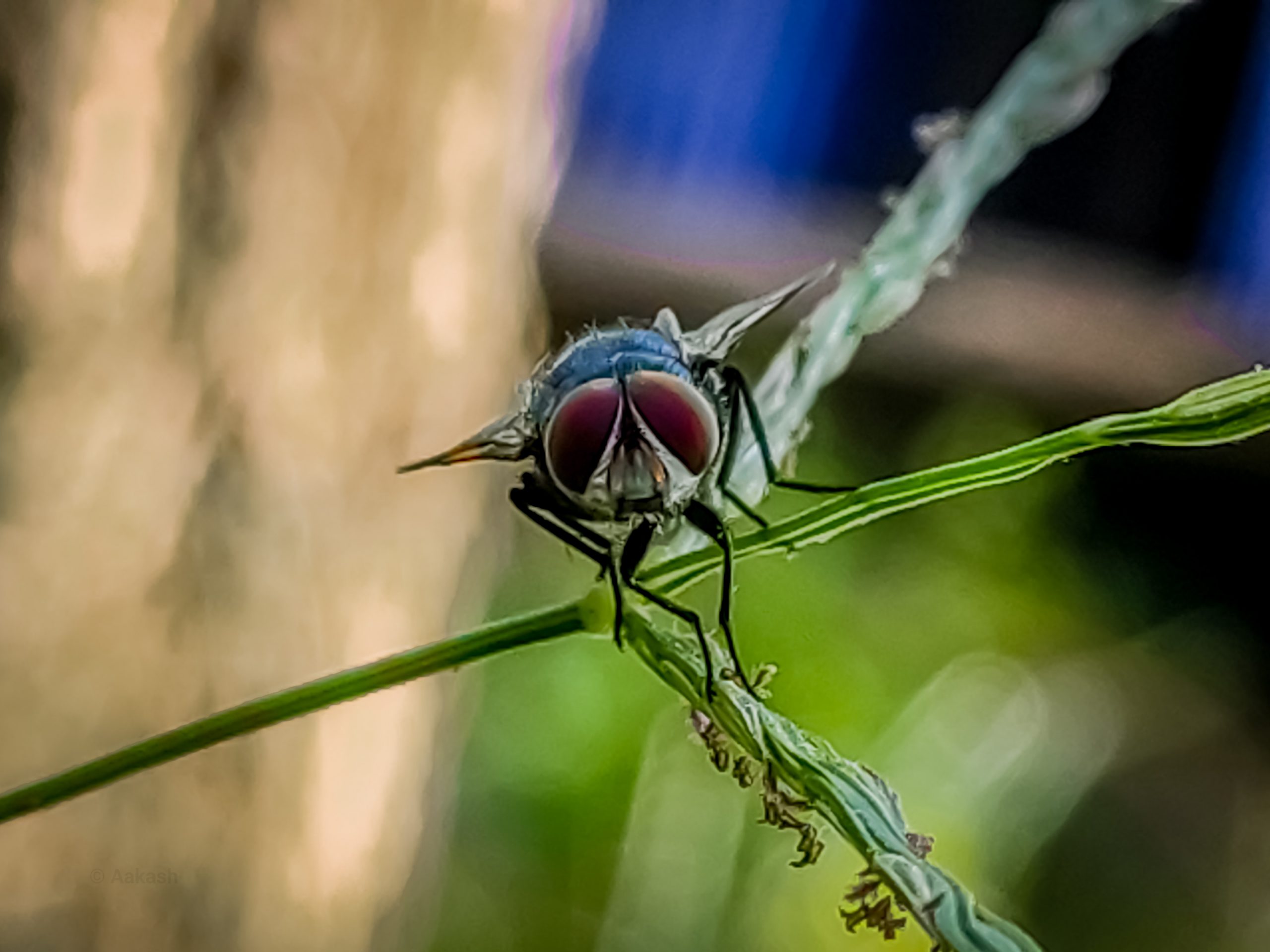 Housefly on a Leaf close-up