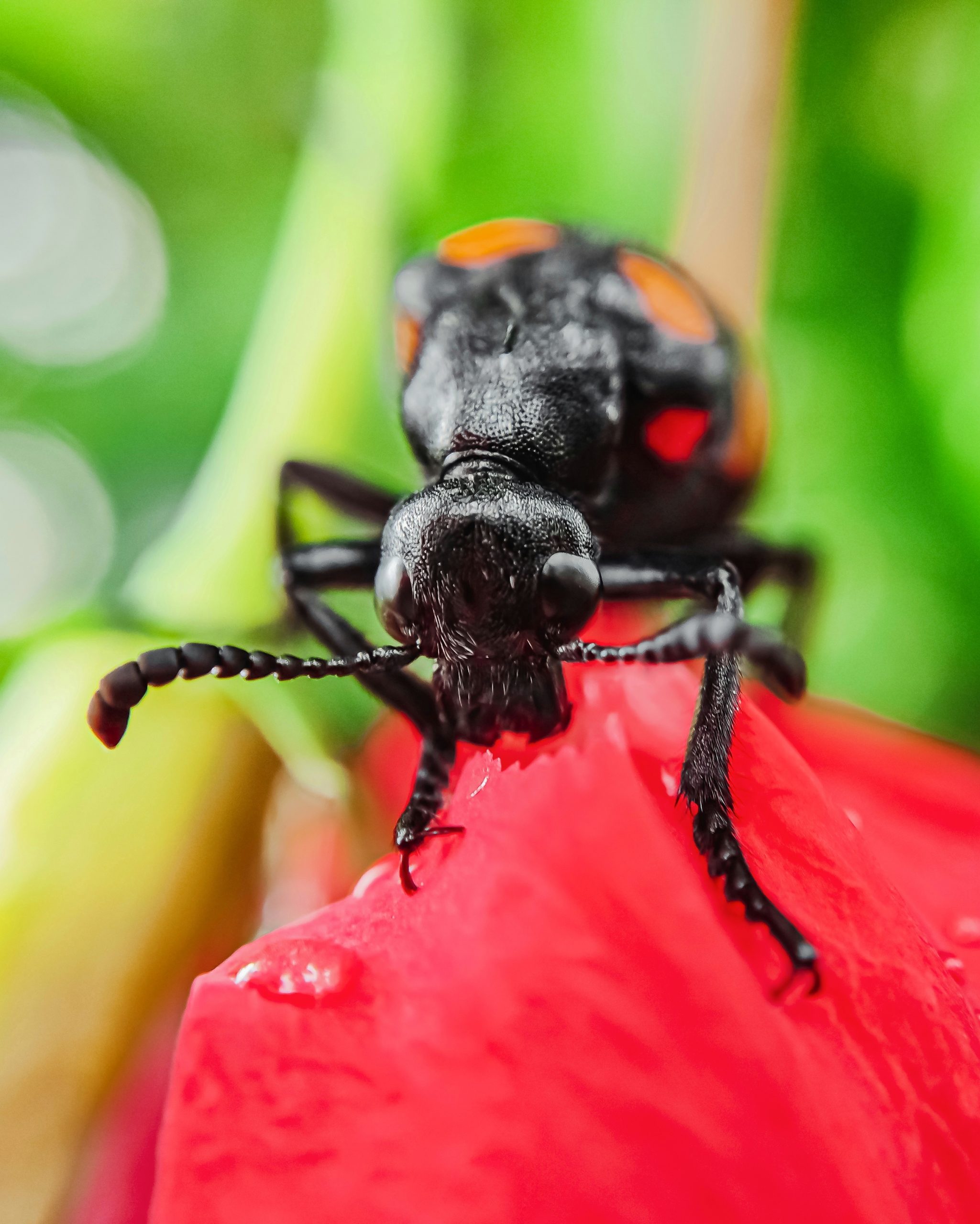 Hycleus insect eating flower