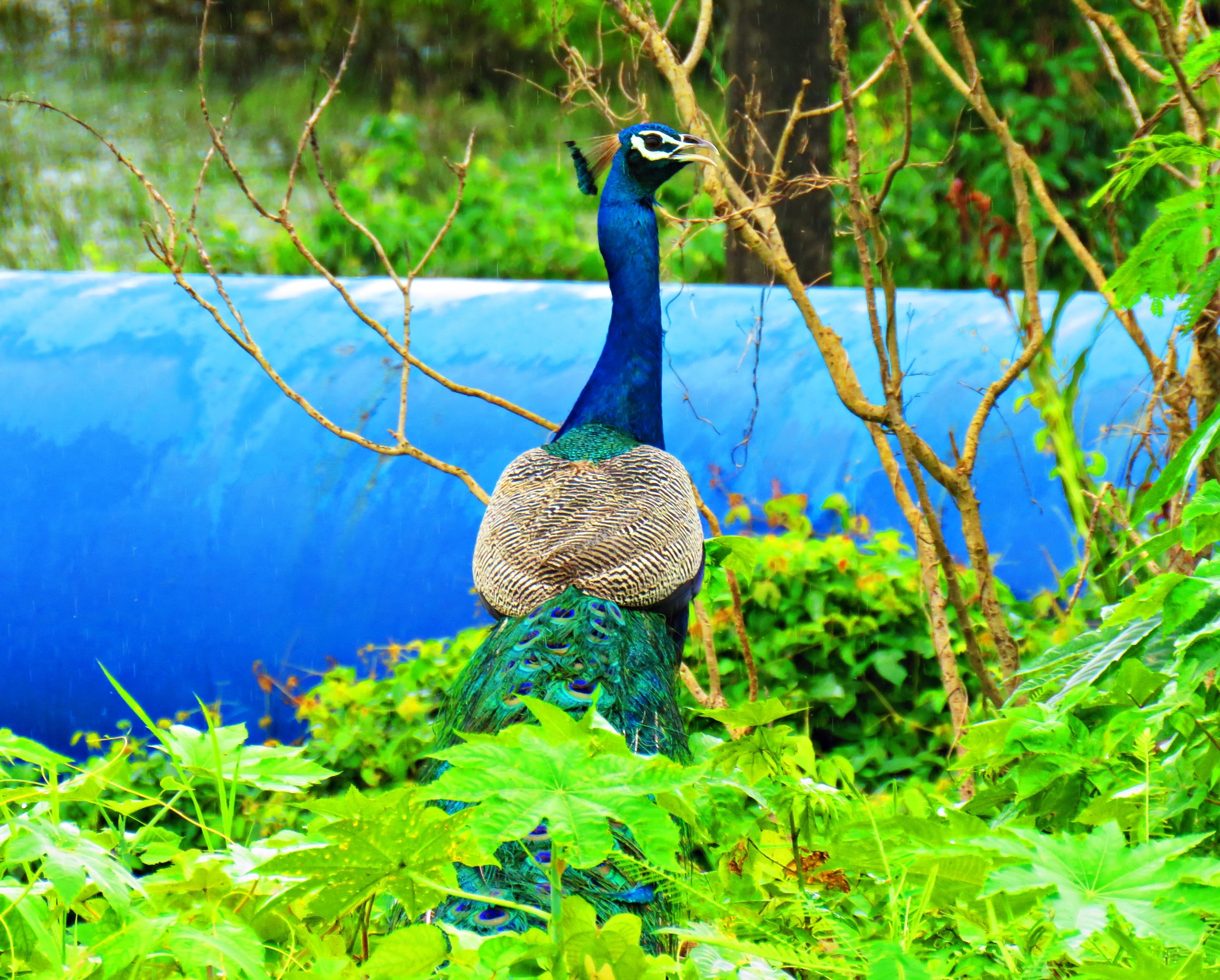 Indian Peacock