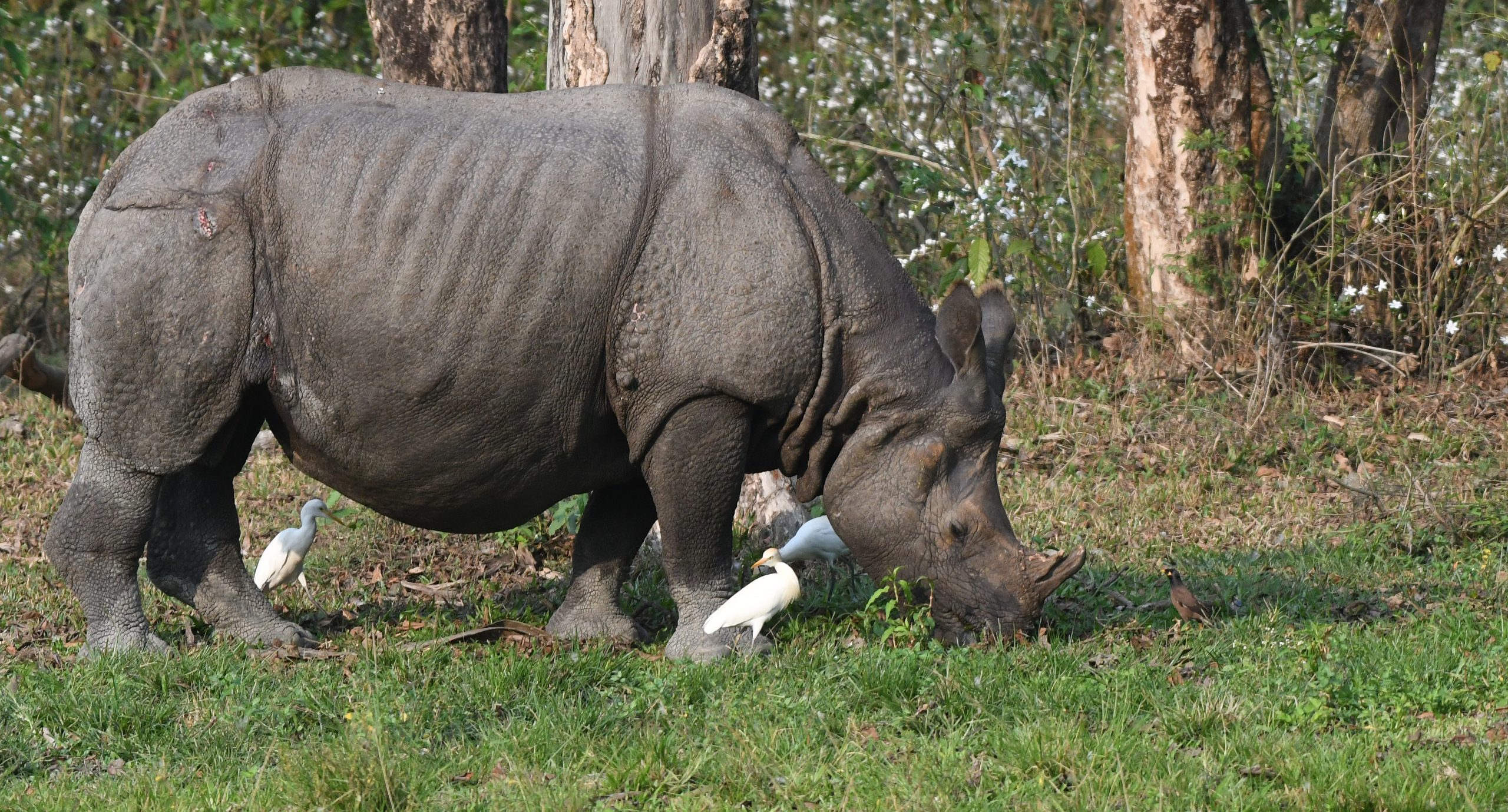 Indian Rhino Grazing