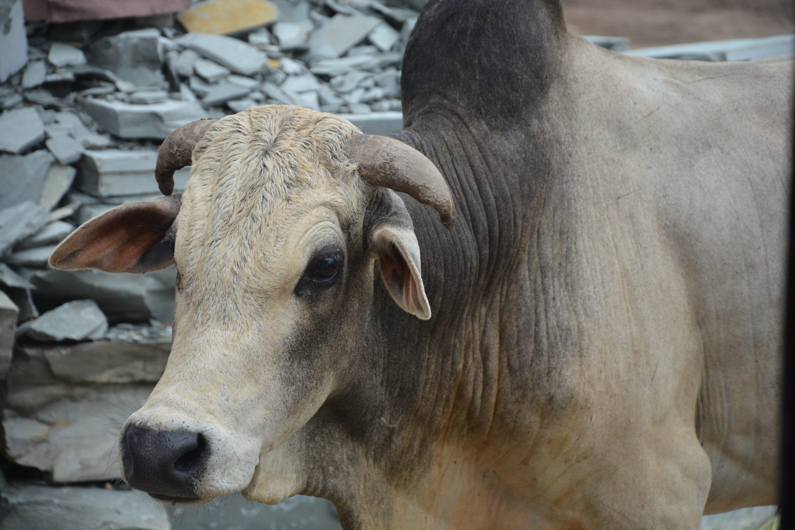 Indian Bull on Focus