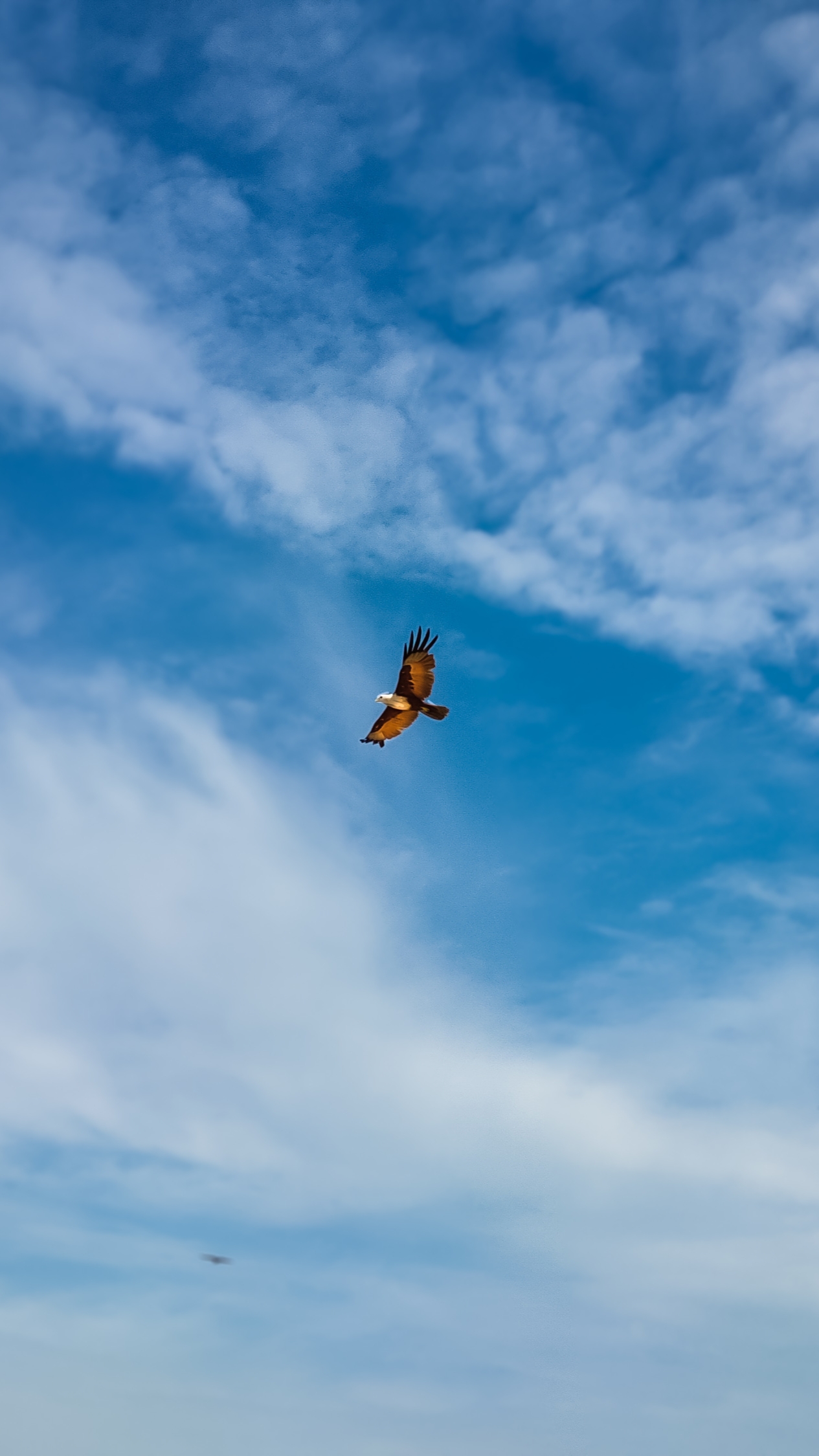 An eagle in sky