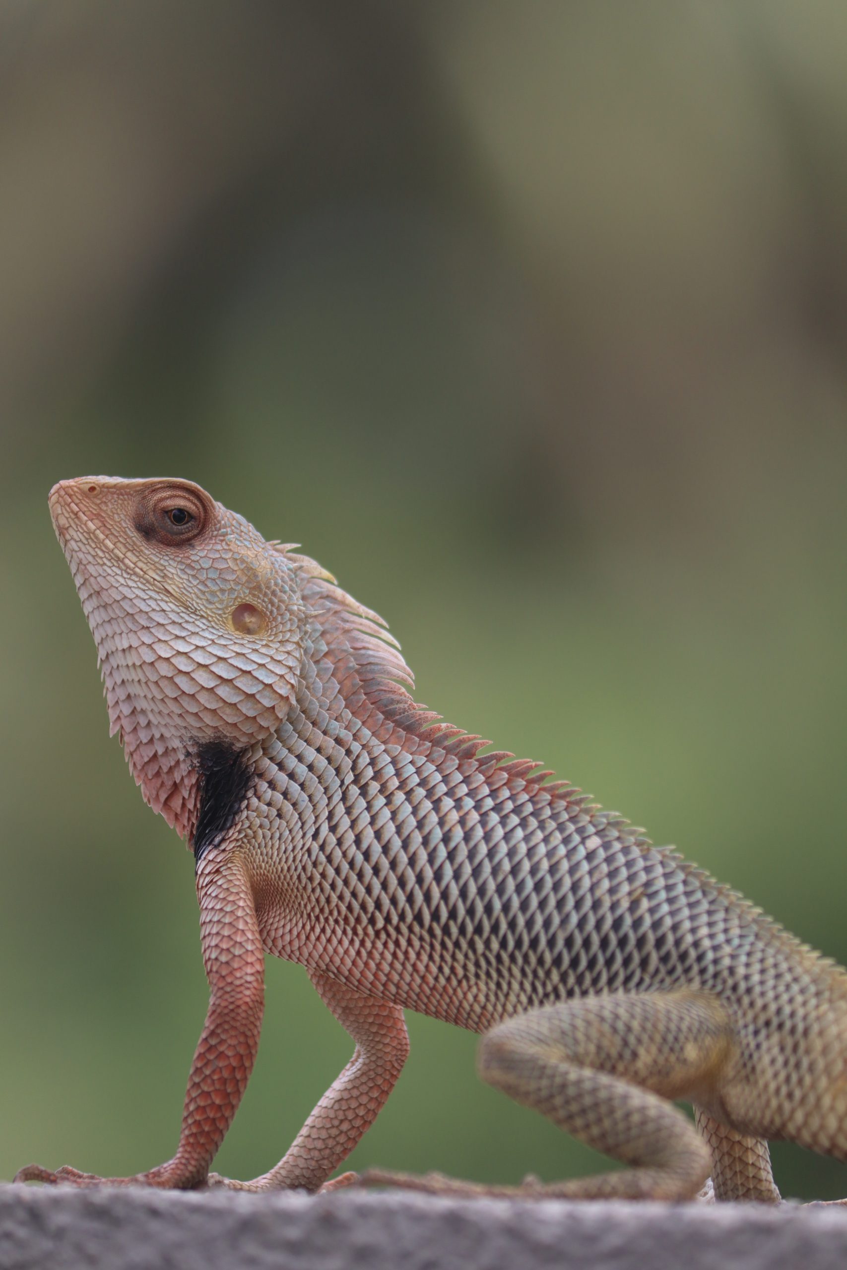 Indian lizard on Focus