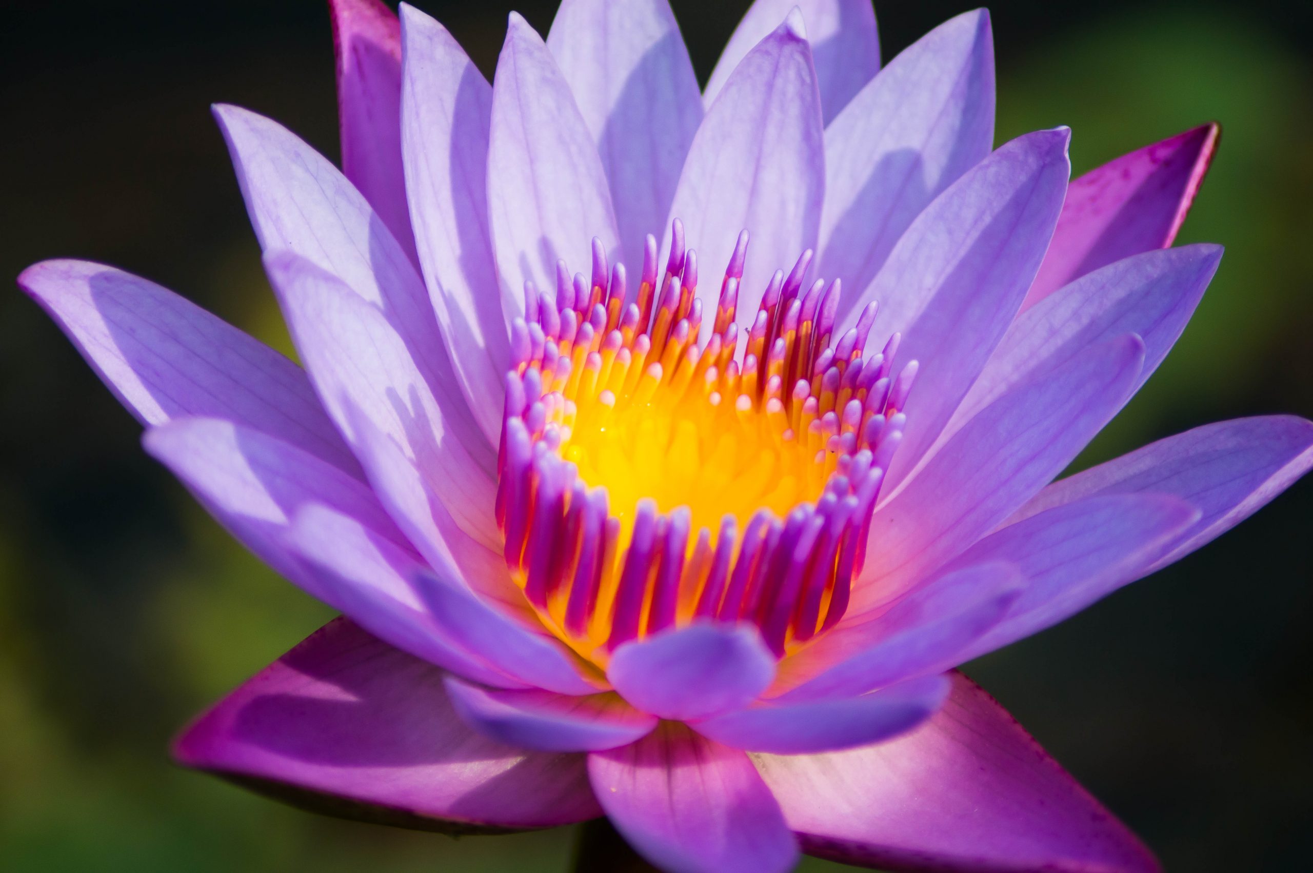 Inner Beauty of a Lotus