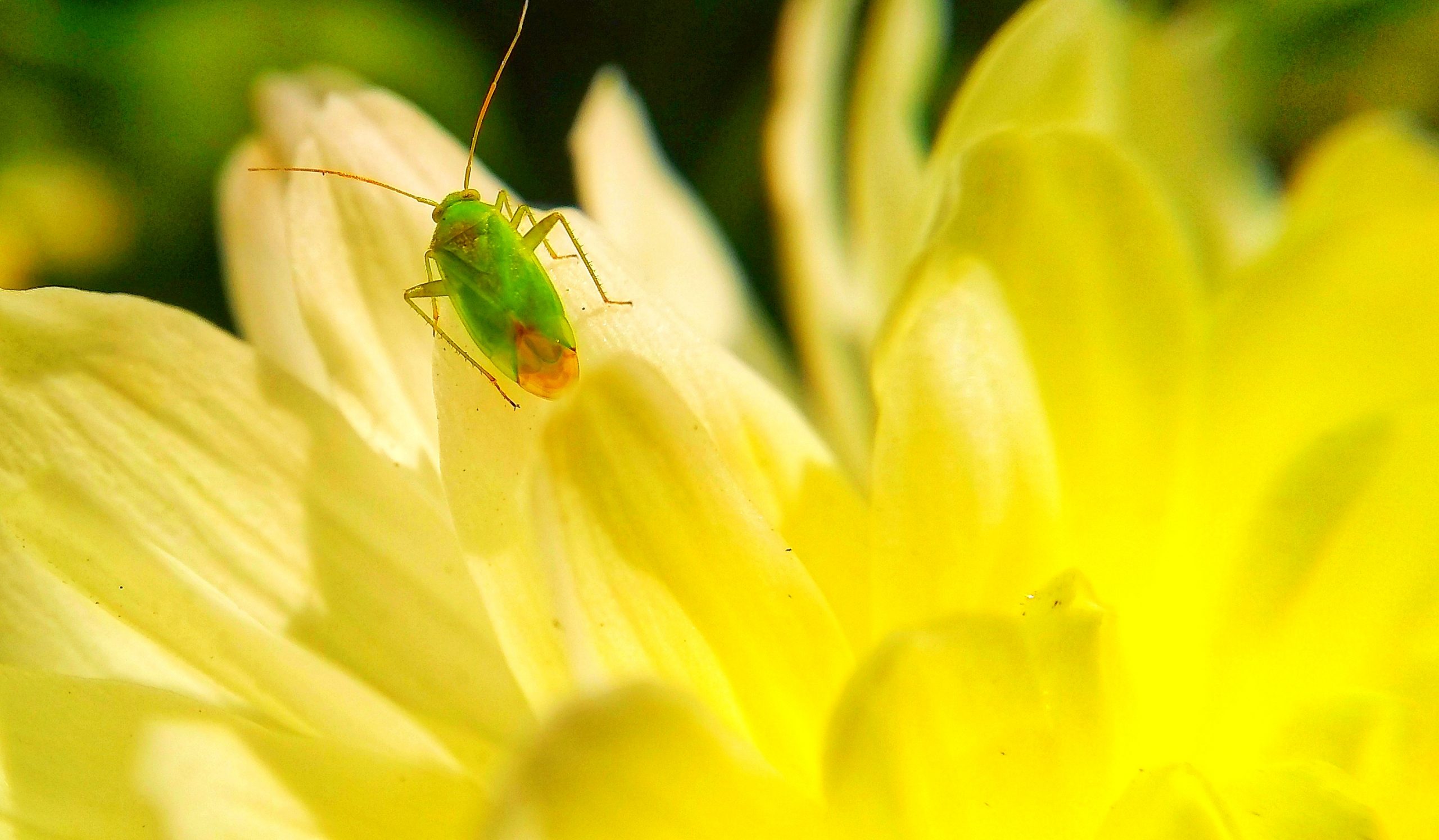 Insect on a yellow flower