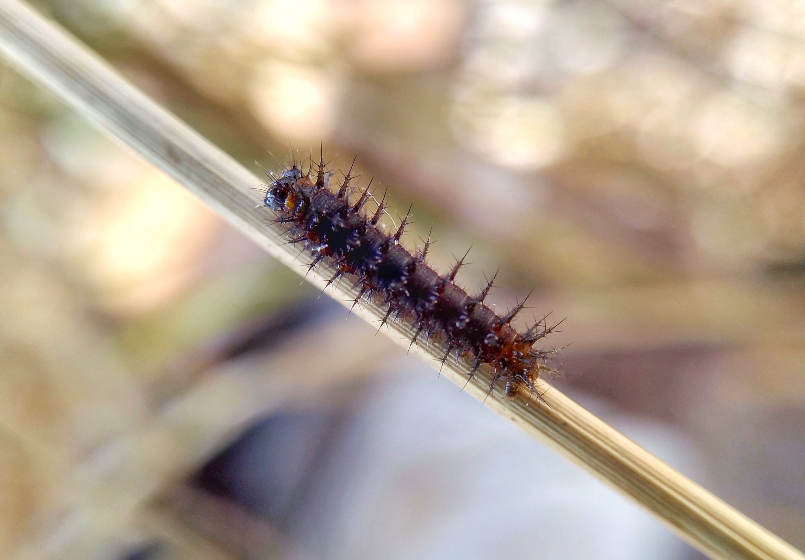 Caterpillar in the Stick on Focus