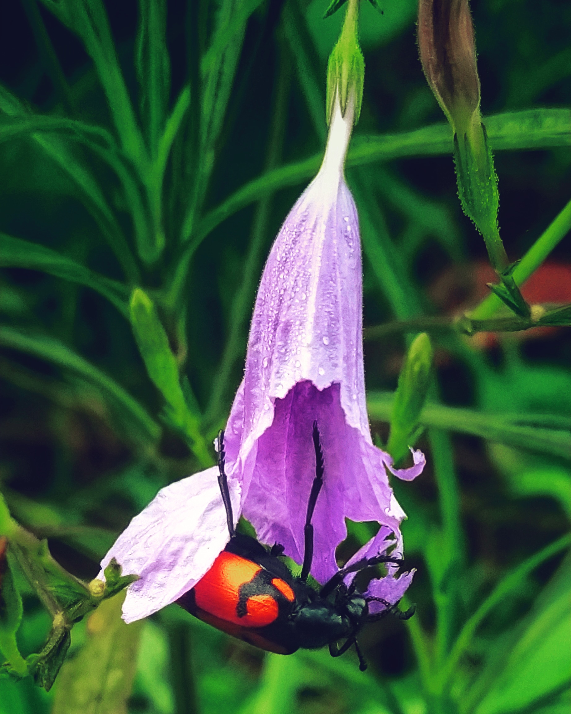 Insect eating a flower