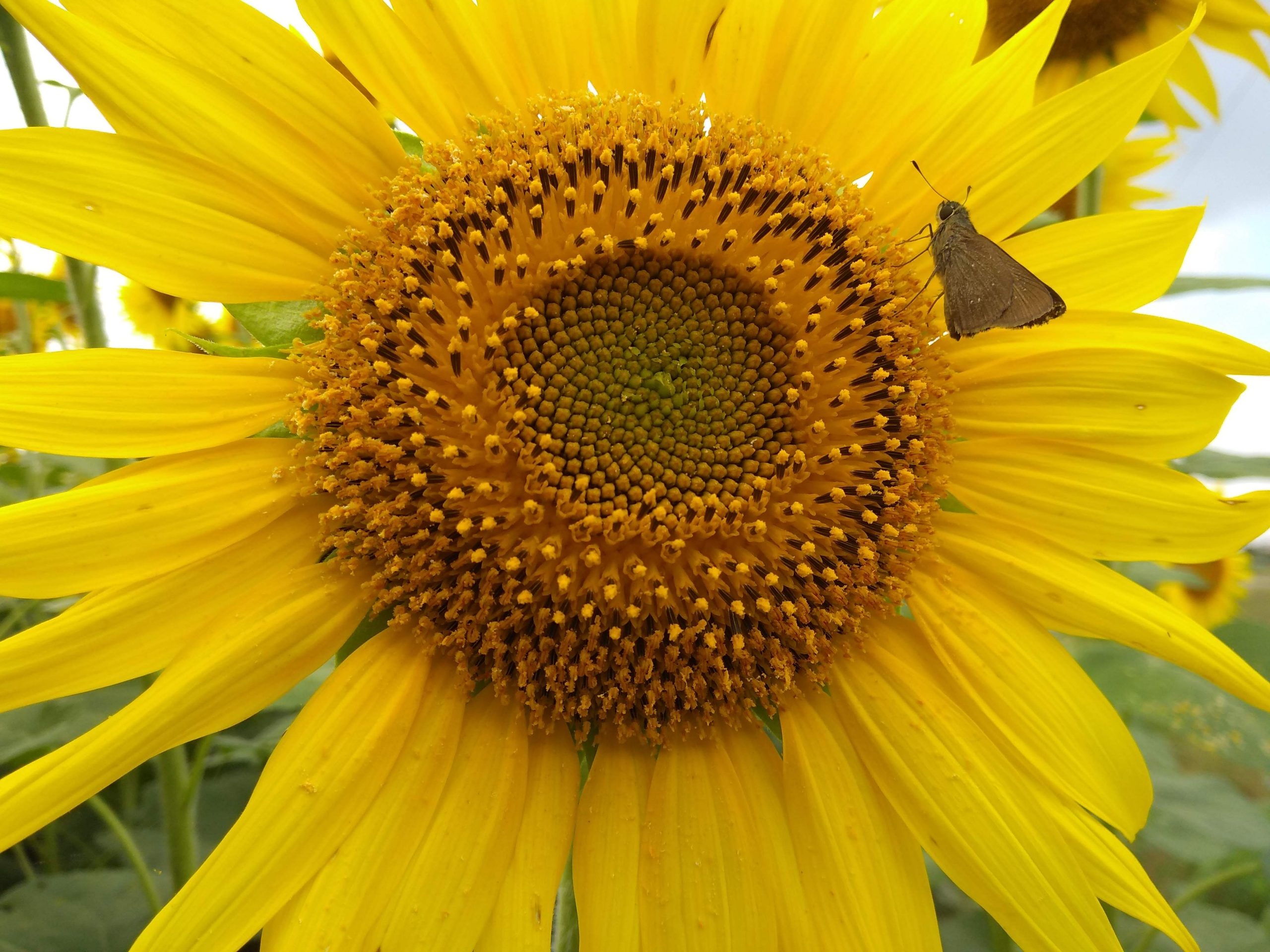 insect on sunflower