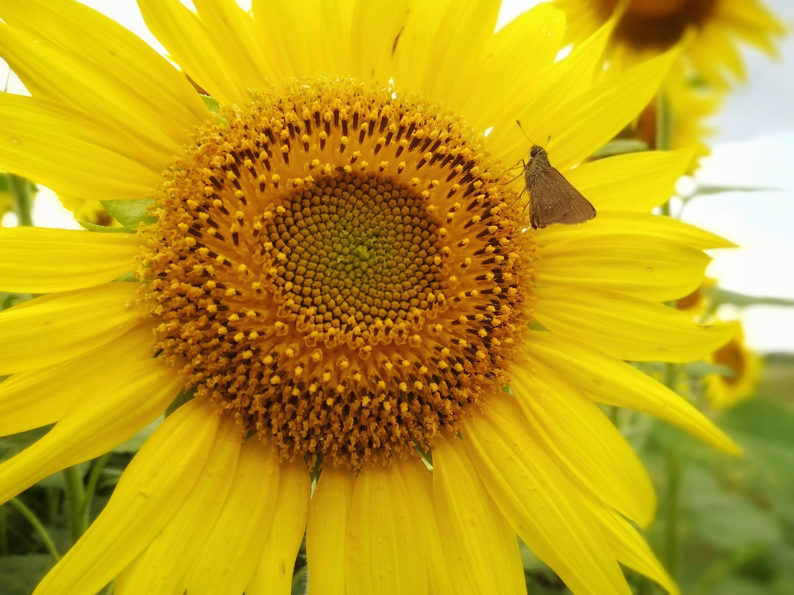 Moth in Sunflower Seeds on Focus